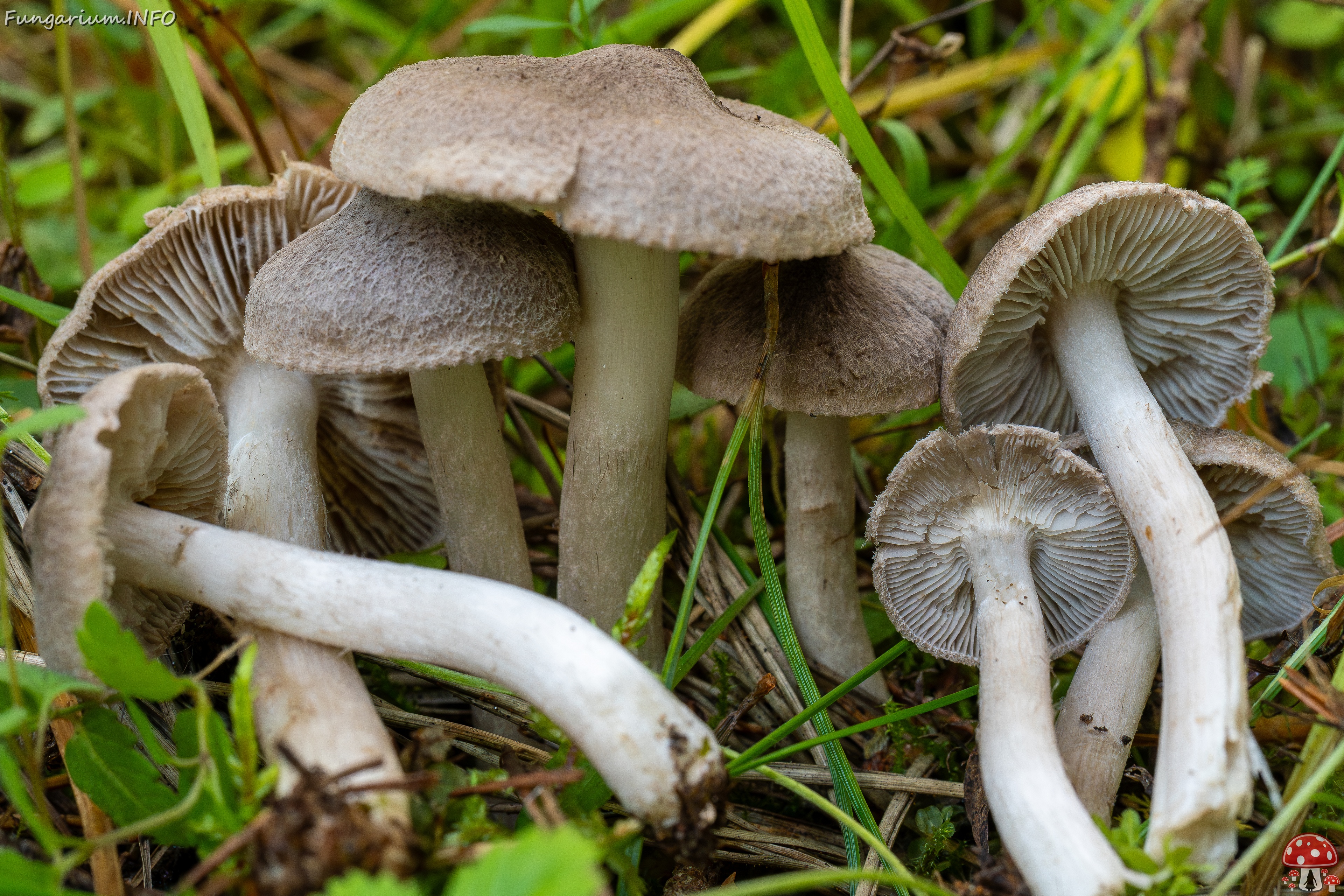 Tricholoma terreum _2025-09-06_1-11 