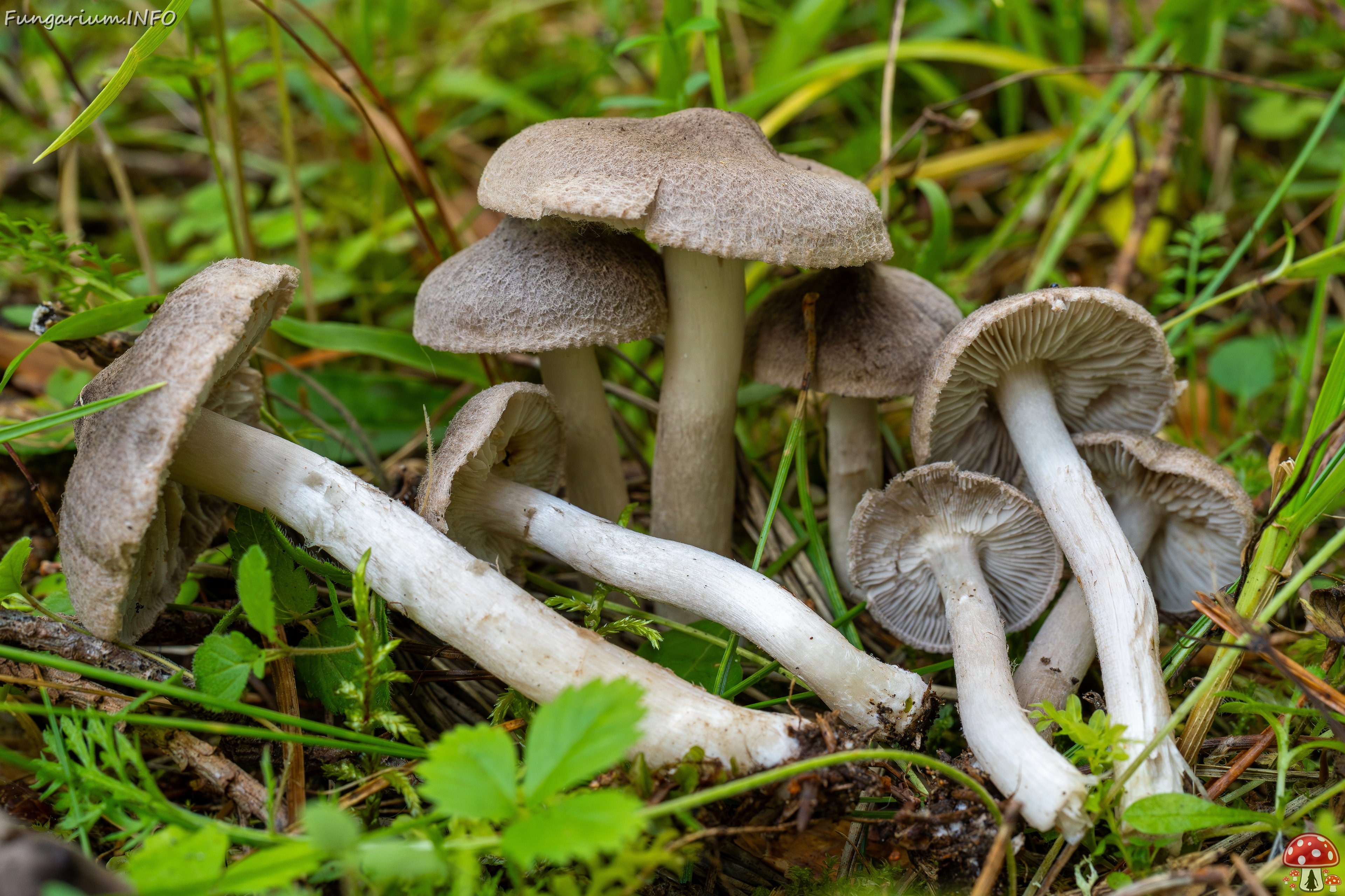 Tricholoma terreum _2025-09-06_1-15 