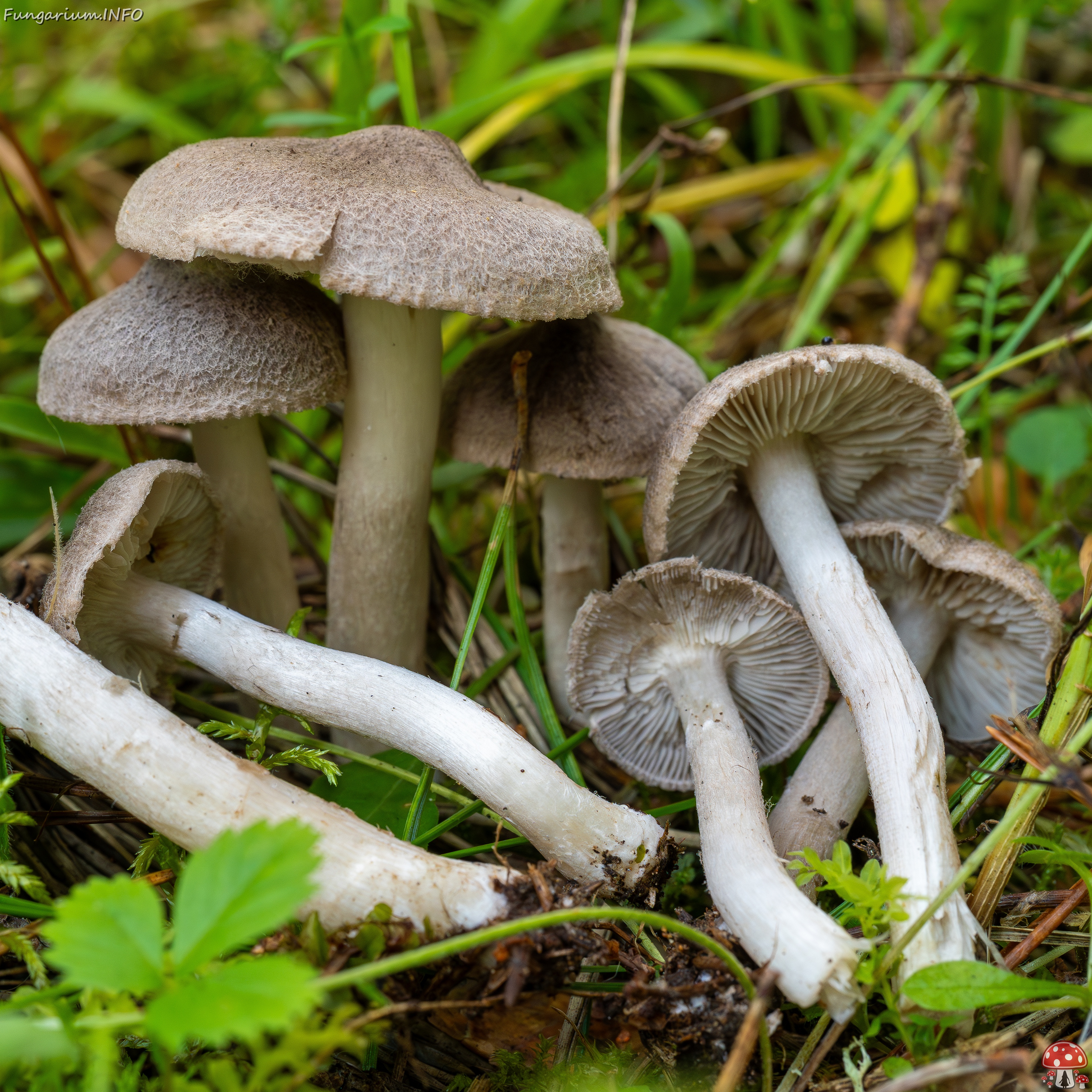 Tricholoma terreum _2025-09-06_1-16 