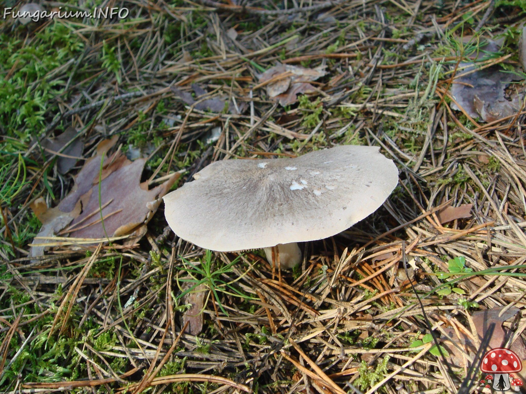 fungi-0000416 