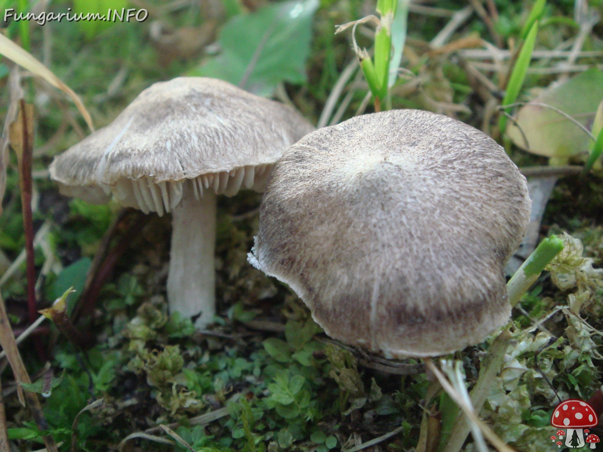 fungi-0001059 