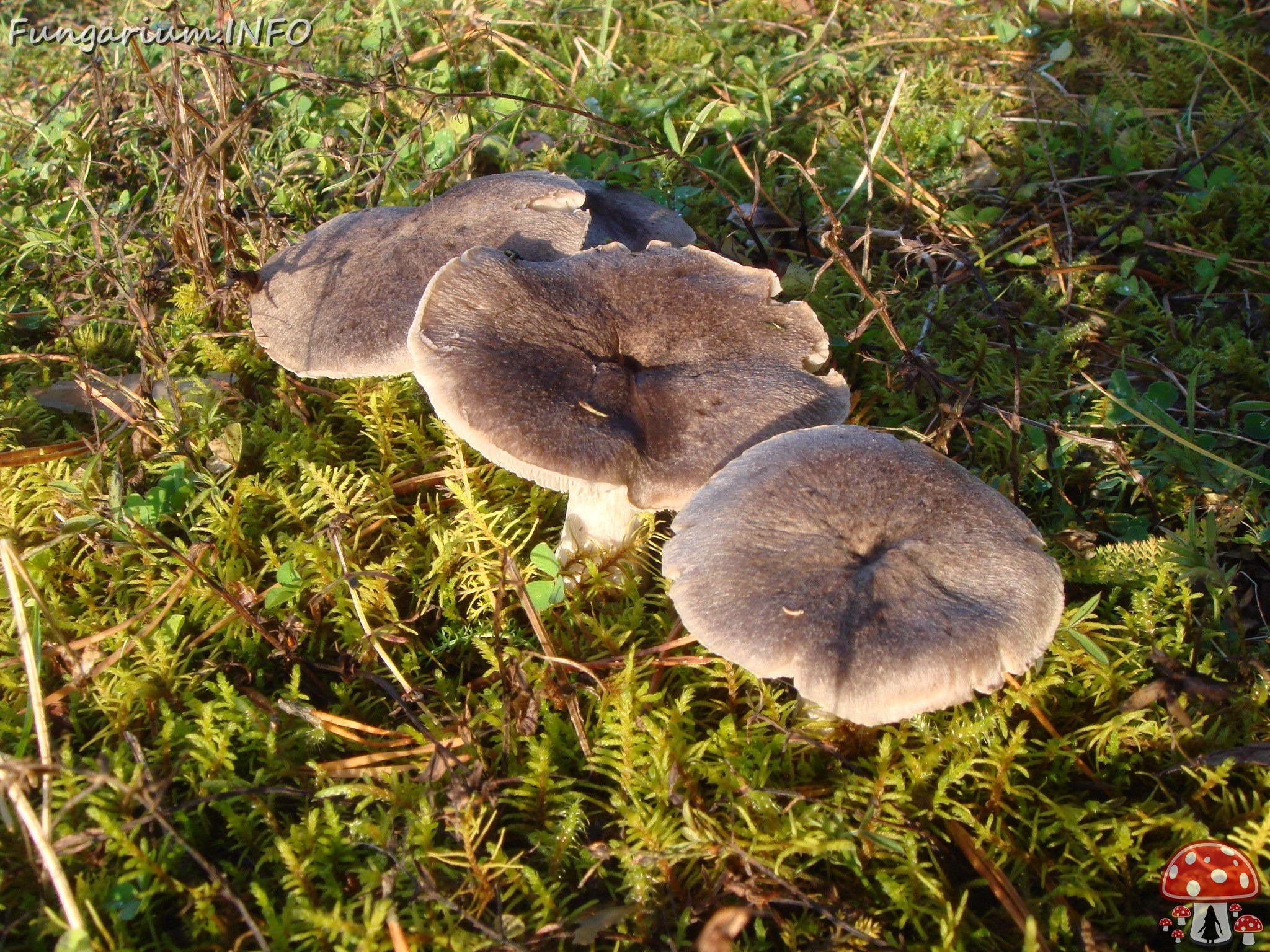 fungi-0003724 