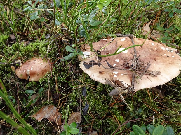 Рядовка пятнистая - Tricholoma pessundatum