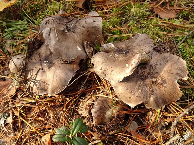 Рядовка серая - Tricholoma portentosum