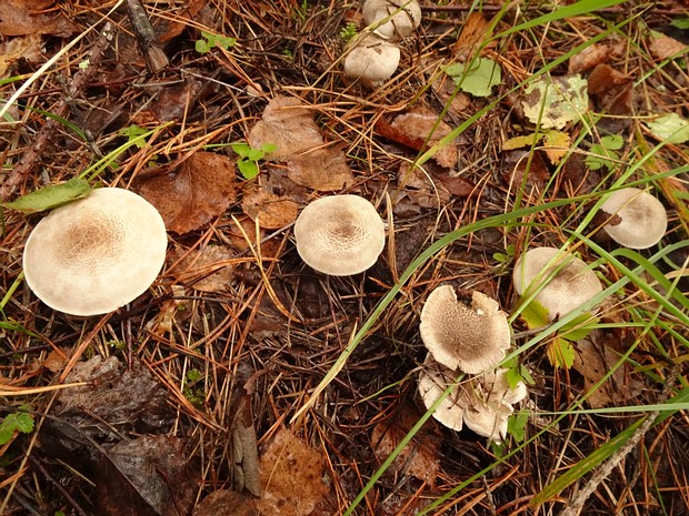 Рядовка серебристая - Tricholoma scalpturatum