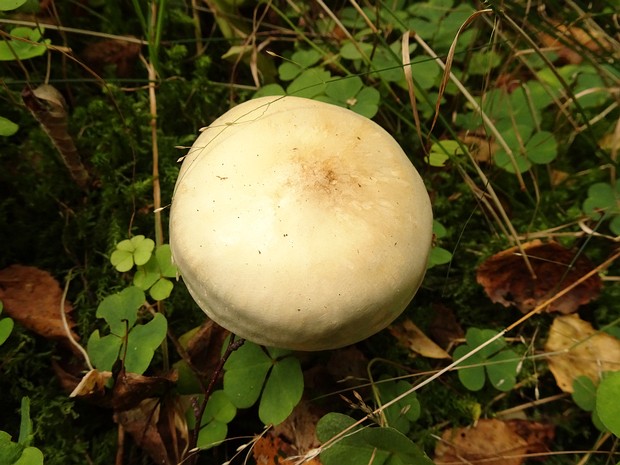 Рядовка частопластинковая - Tricholoma stiparophyllum