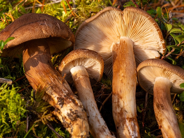 Рядовка чешуйчатая - Tricholoma imbricatum