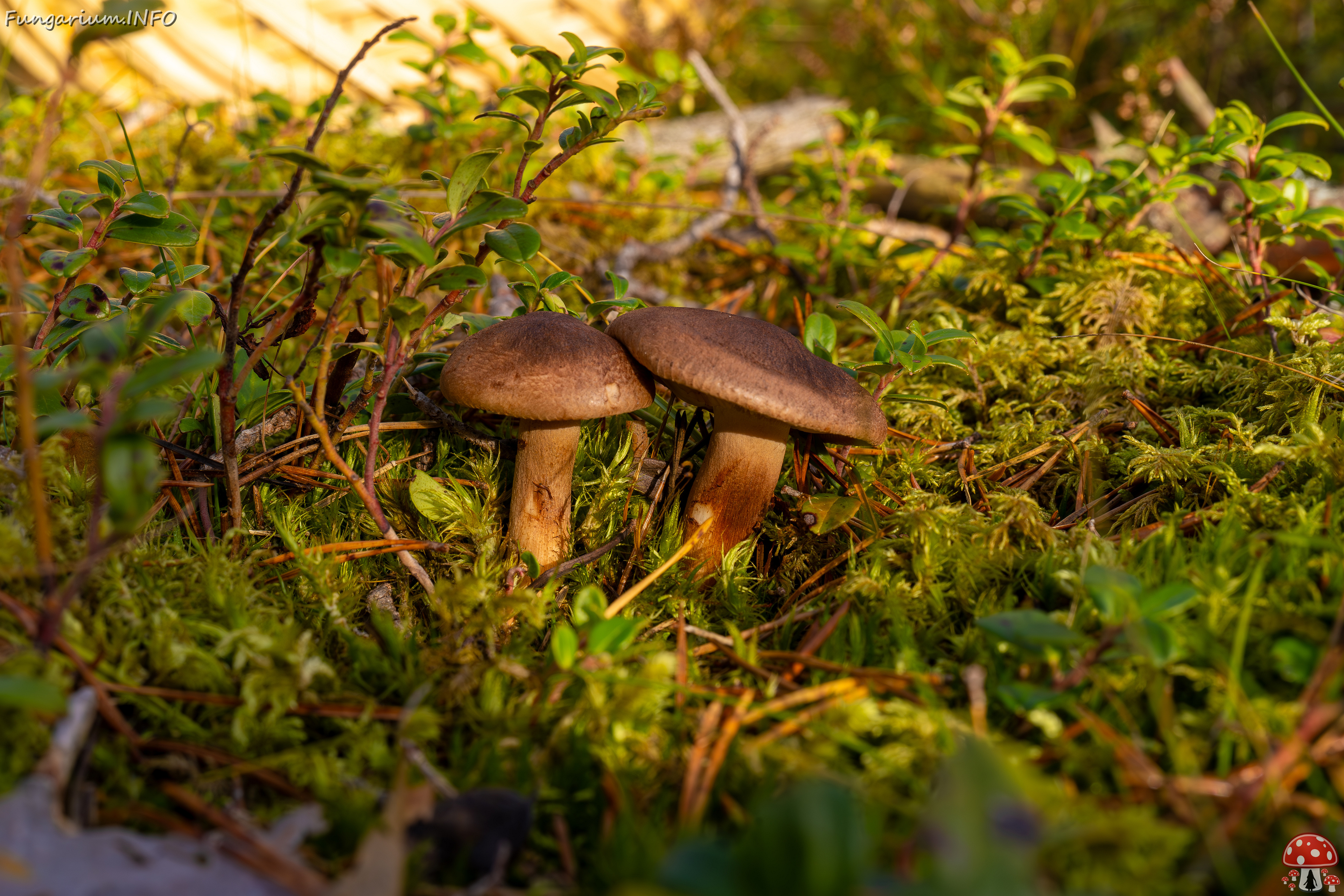 tricholoma-imbricatum_2024-10-19_1-1 