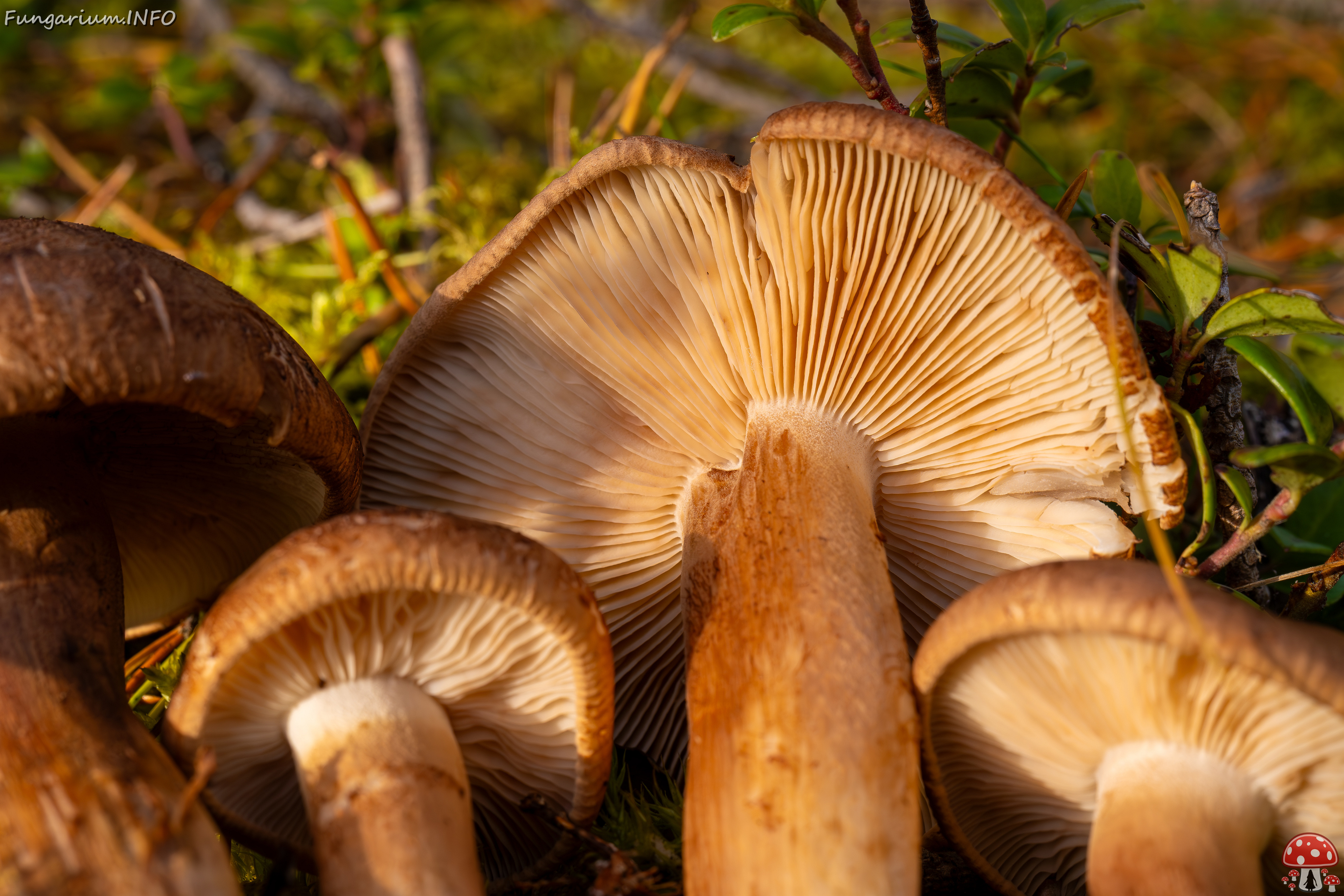 tricholoma-imbricatum_2024-10-19_1-10 