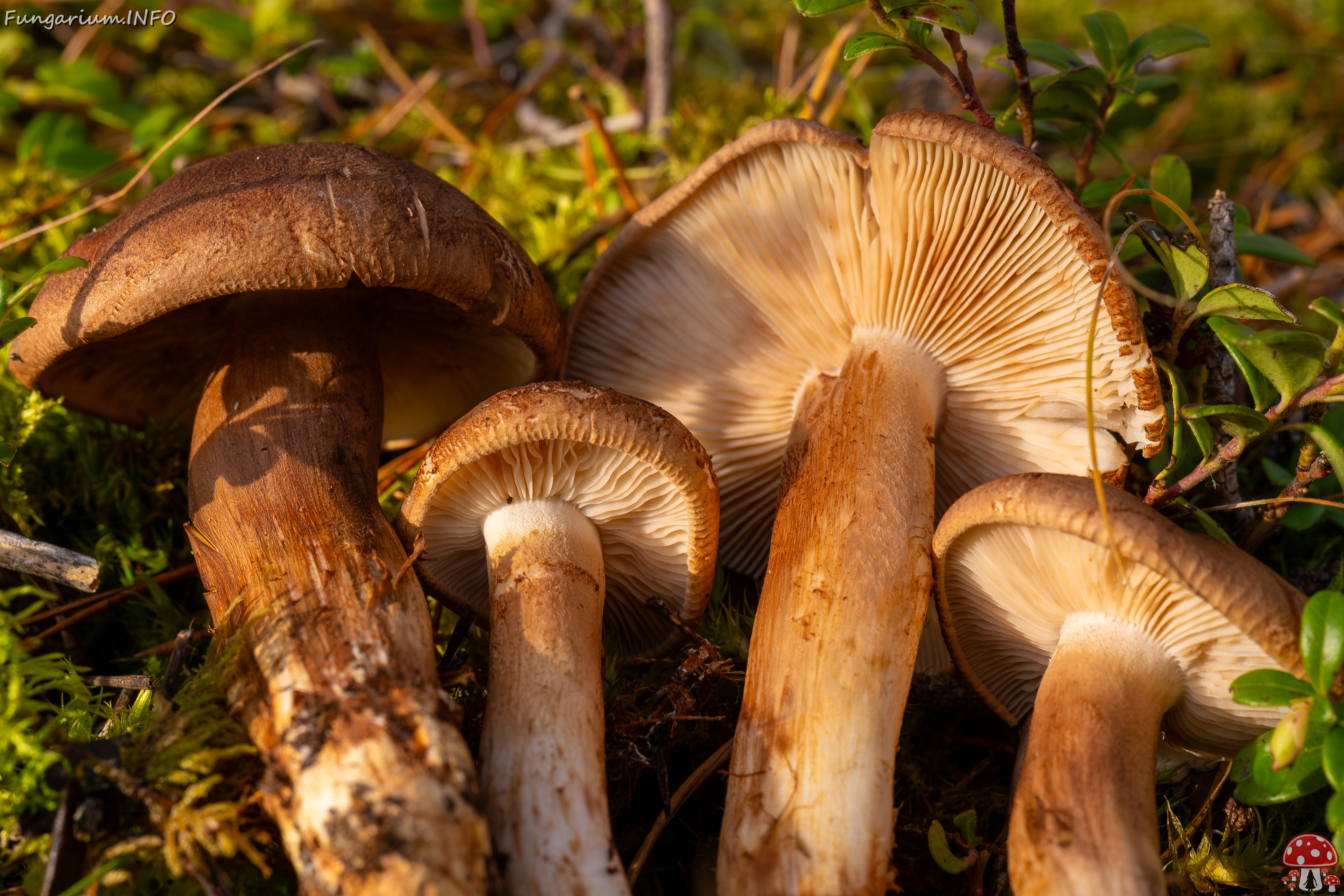 tricholoma-imbricatum_2024-10-19_1-11 