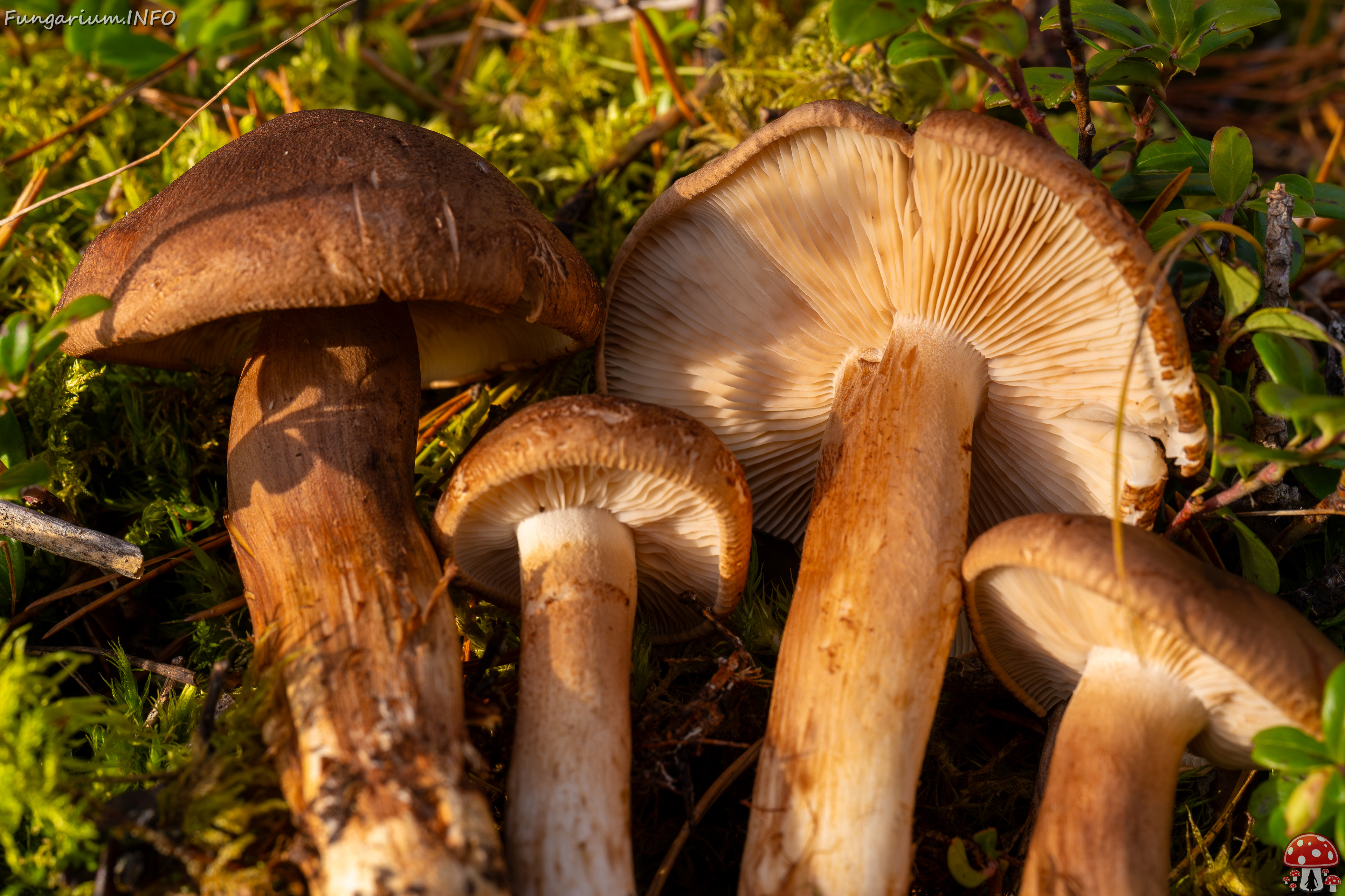 tricholoma-imbricatum_2024-10-19_1-12 