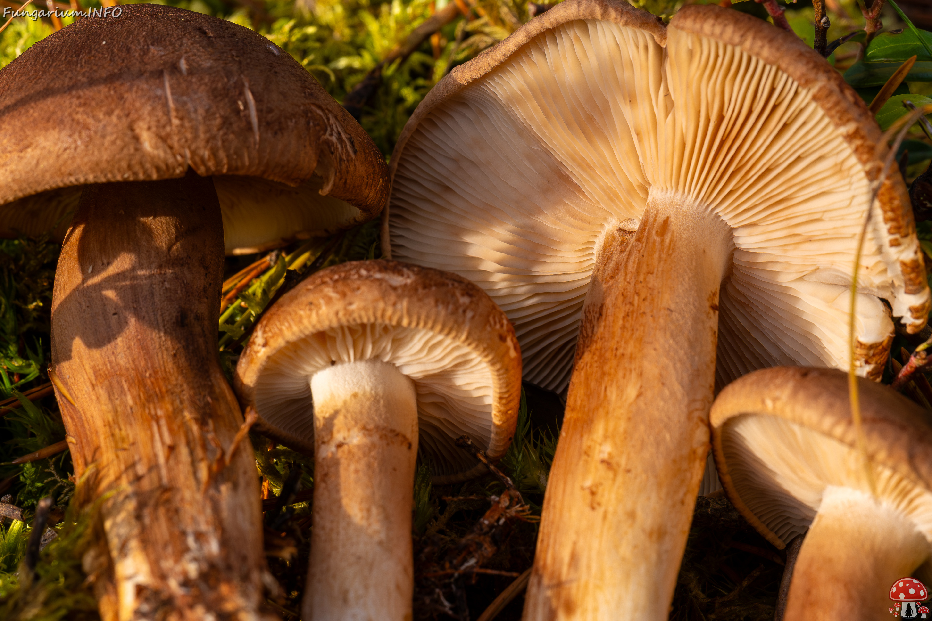 tricholoma-imbricatum_2024-10-19_1-13 