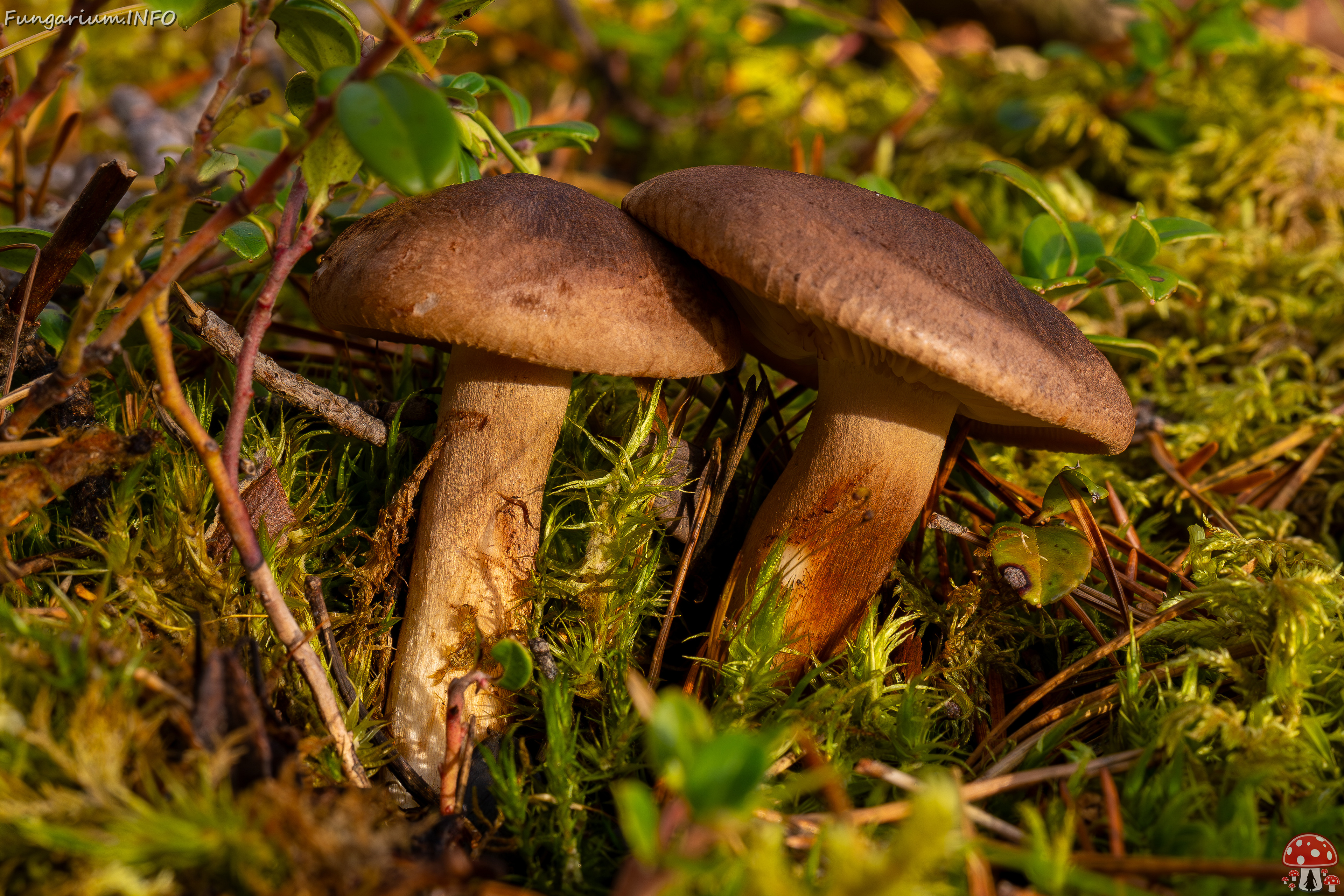 tricholoma-imbricatum_2024-10-19_1-2 