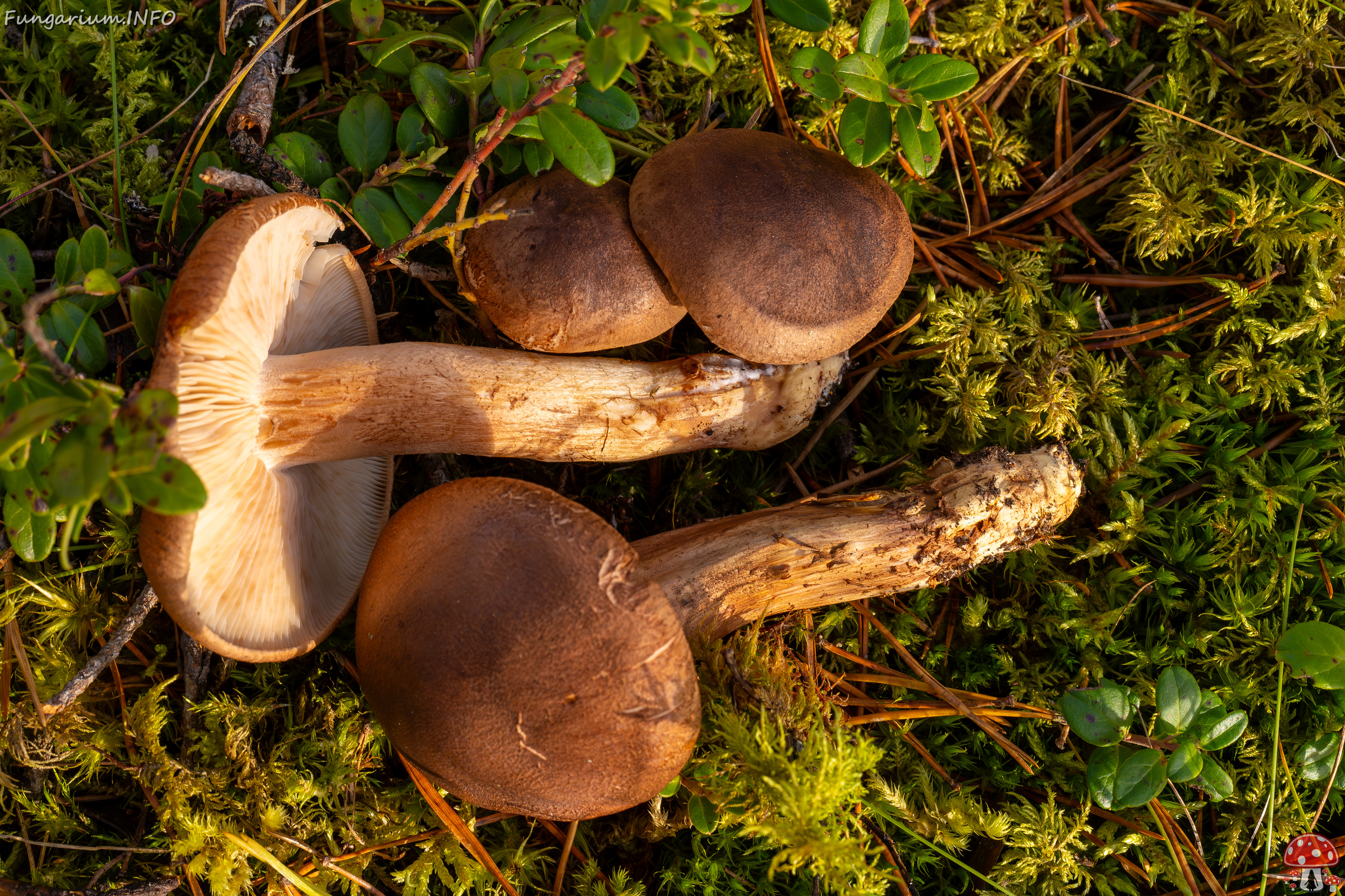 tricholoma-imbricatum_2024-10-19_1-3 