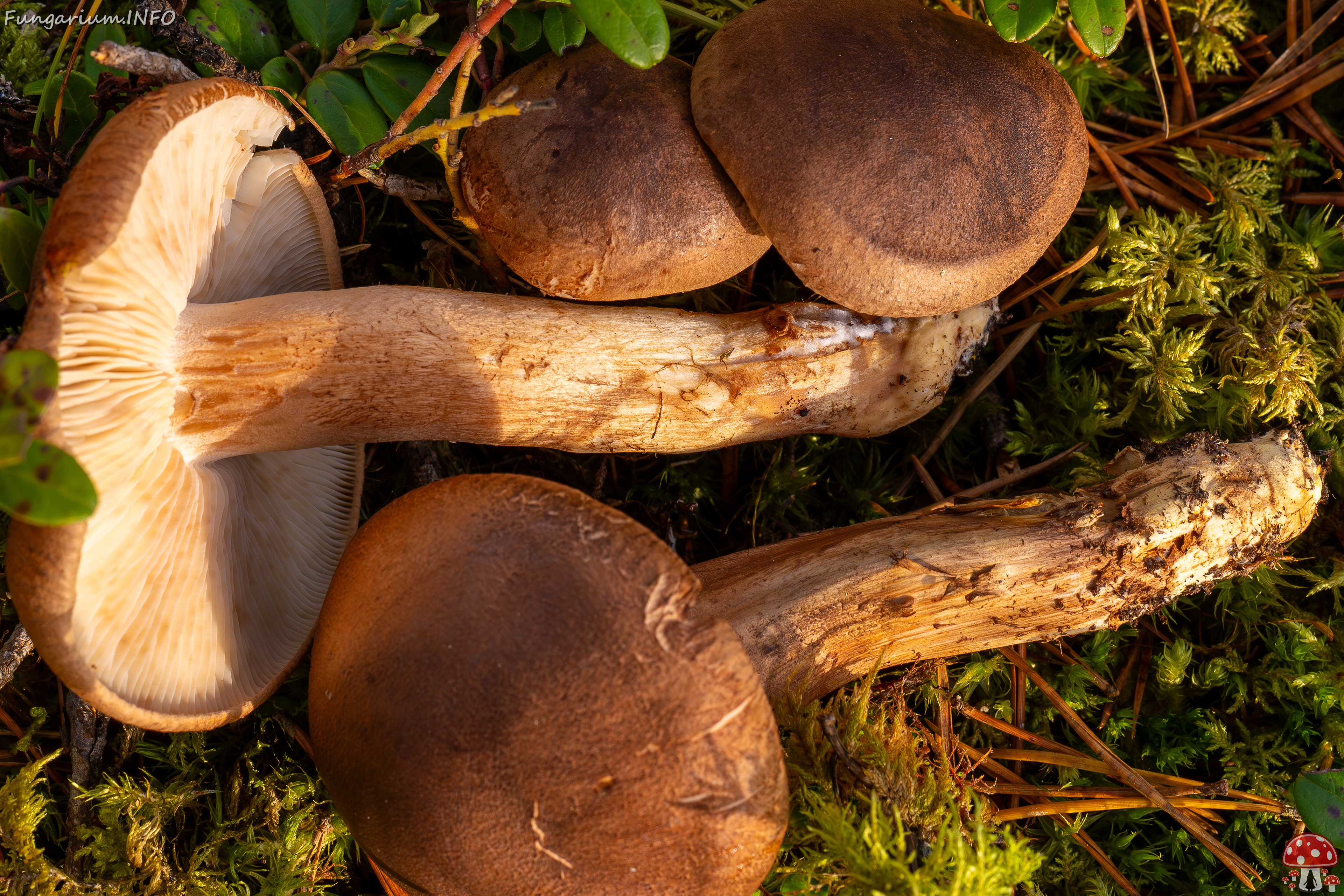 tricholoma-imbricatum_2024-10-19_1-4 