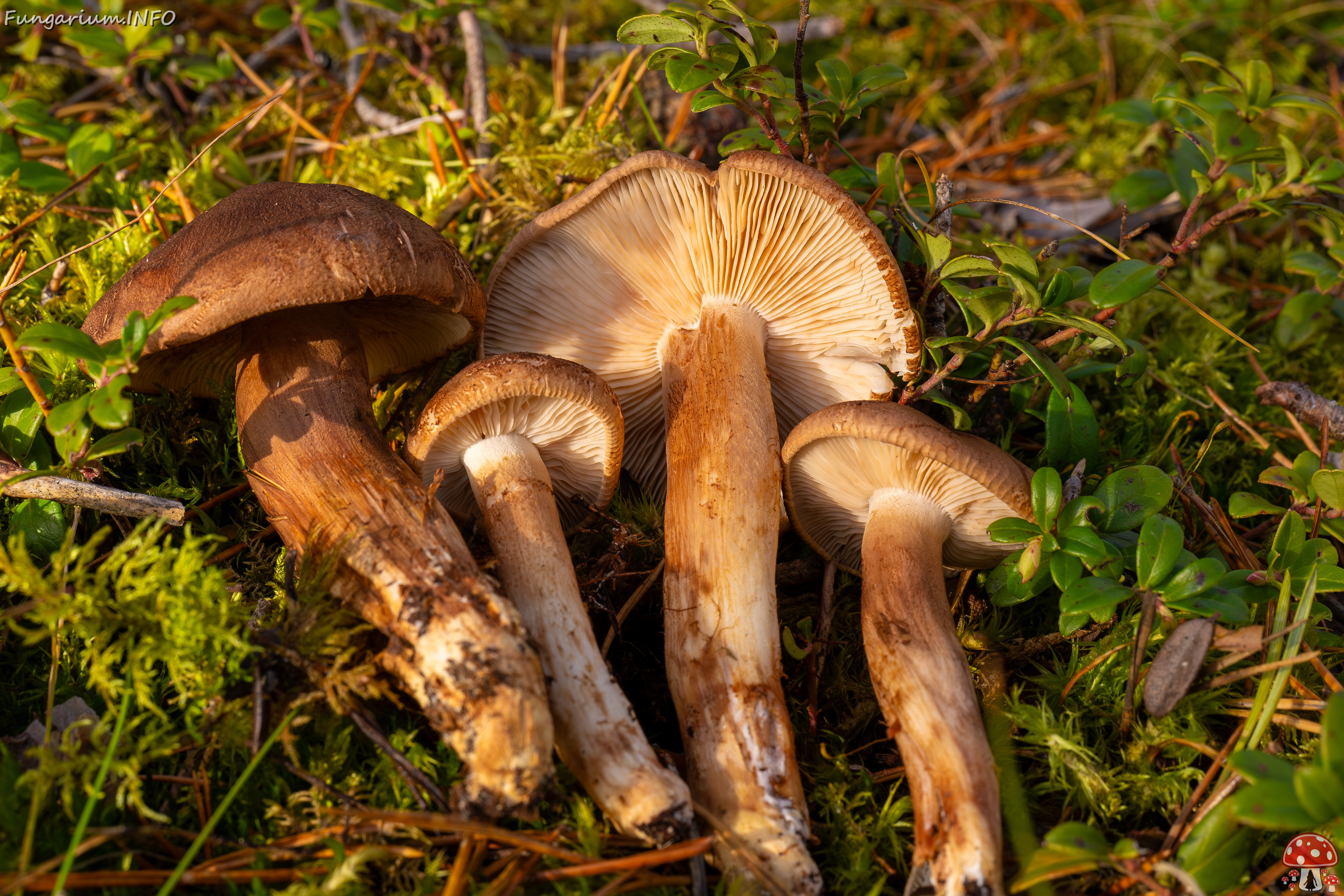 tricholoma-imbricatum_2024-10-19_1-6 