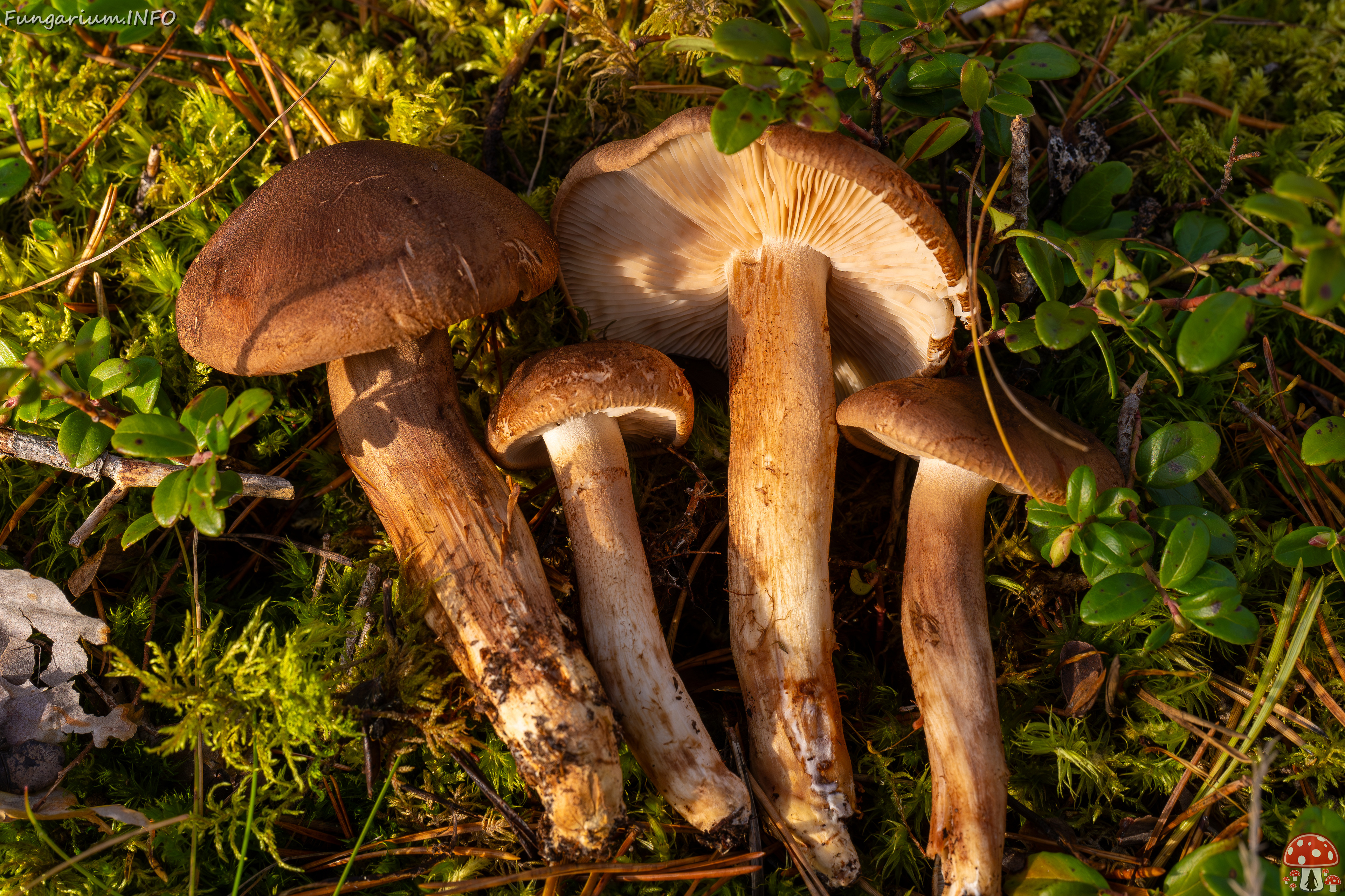 tricholoma-imbricatum_2024-10-19_1-7 