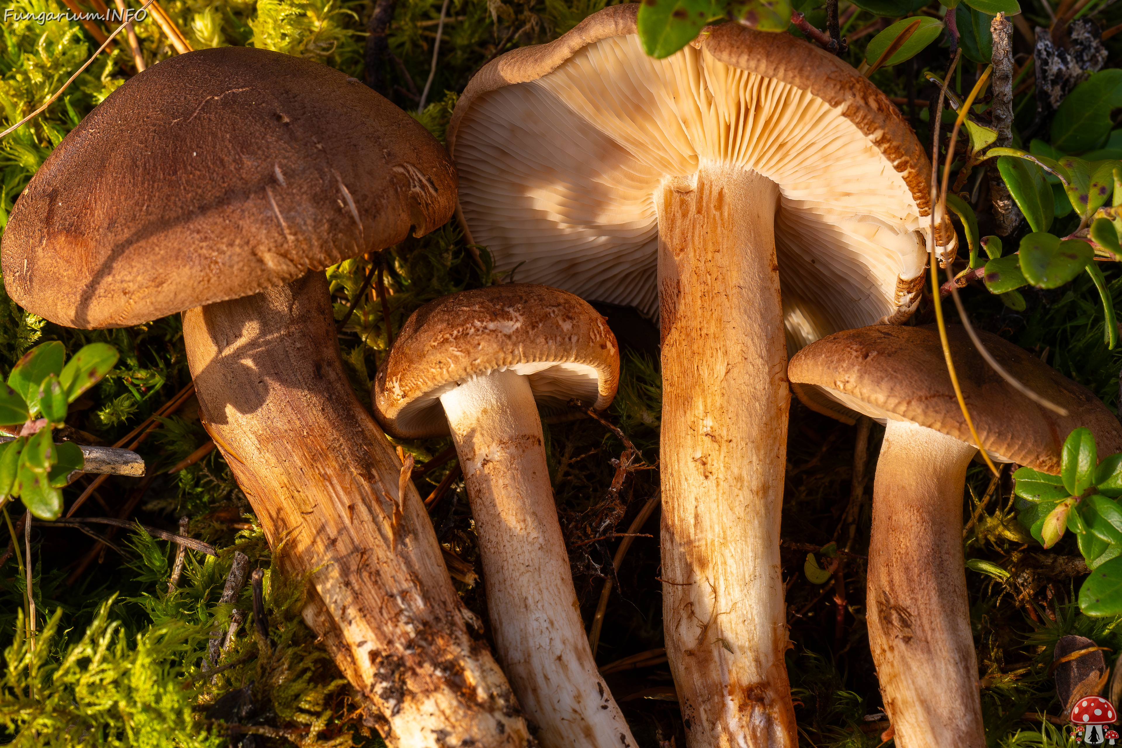 tricholoma-imbricatum_2024-10-19_1-8 