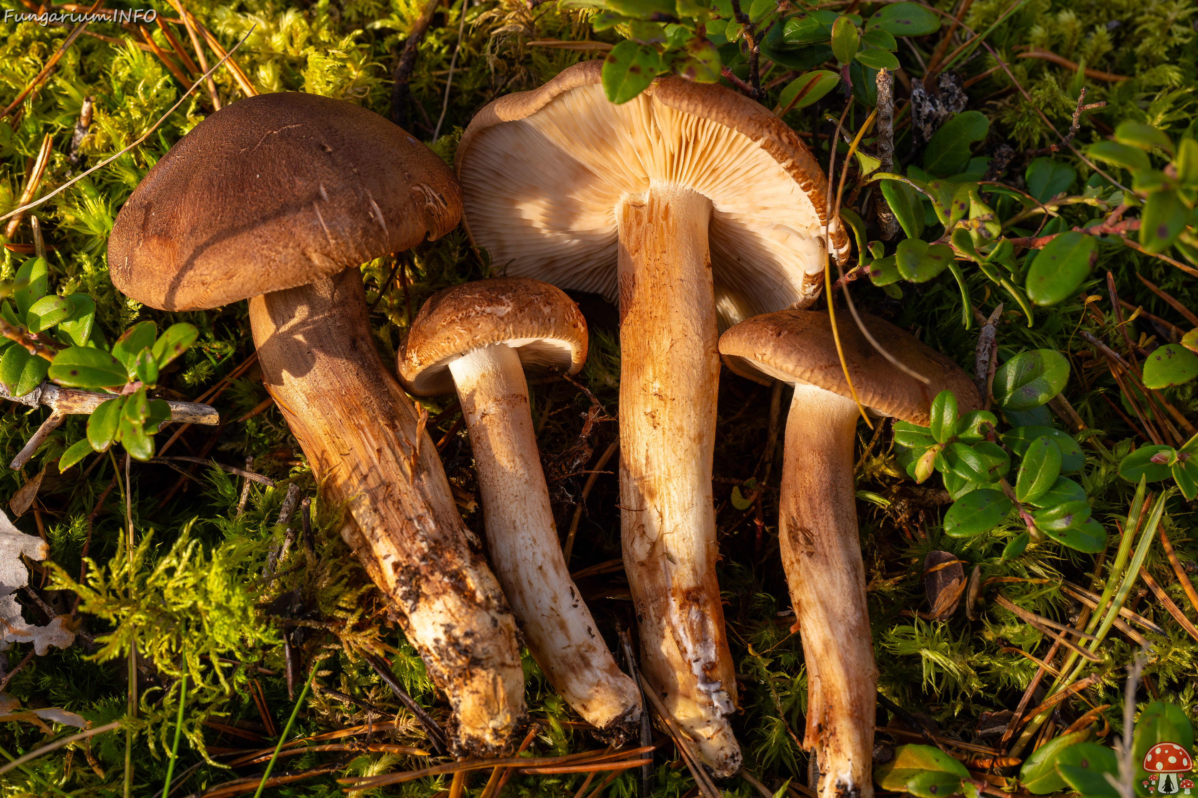 tricholoma-imbricatum_2024-10-19_1-9 