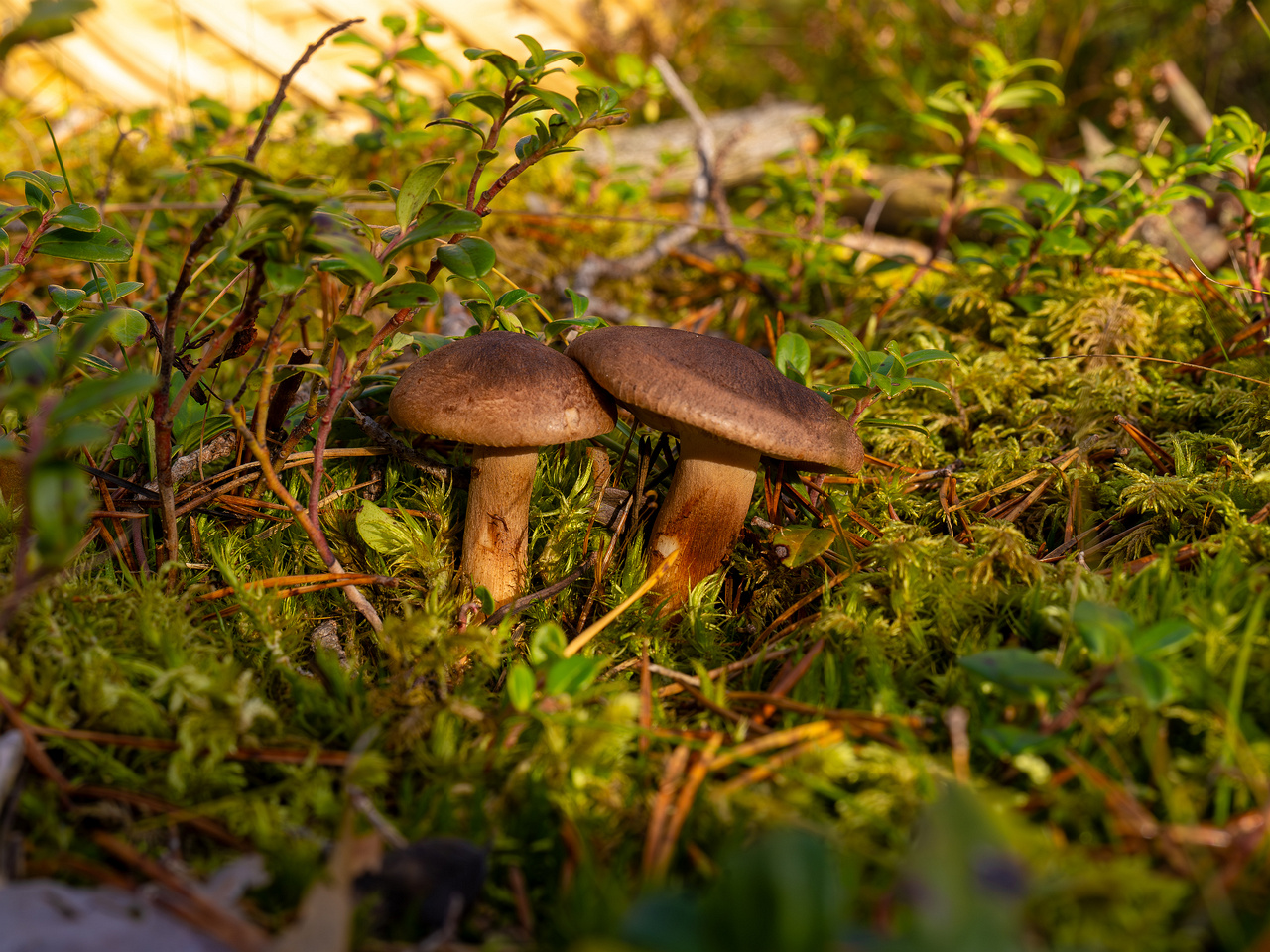 tricholoma-imbricatum_2024-10-19_1-1