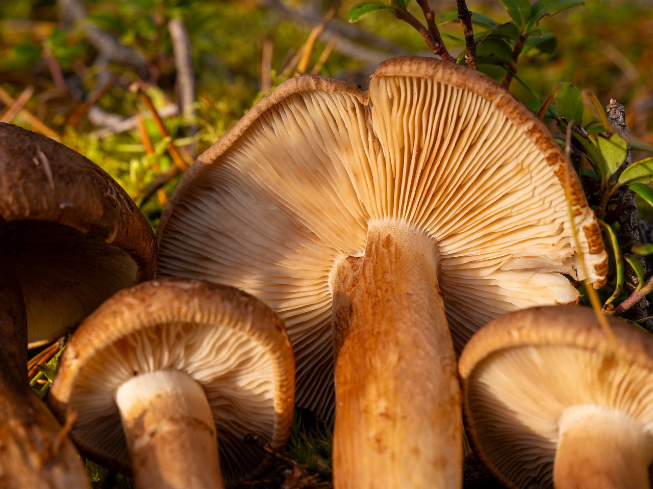 tricholoma-imbricatum_2024-10-19_1-10