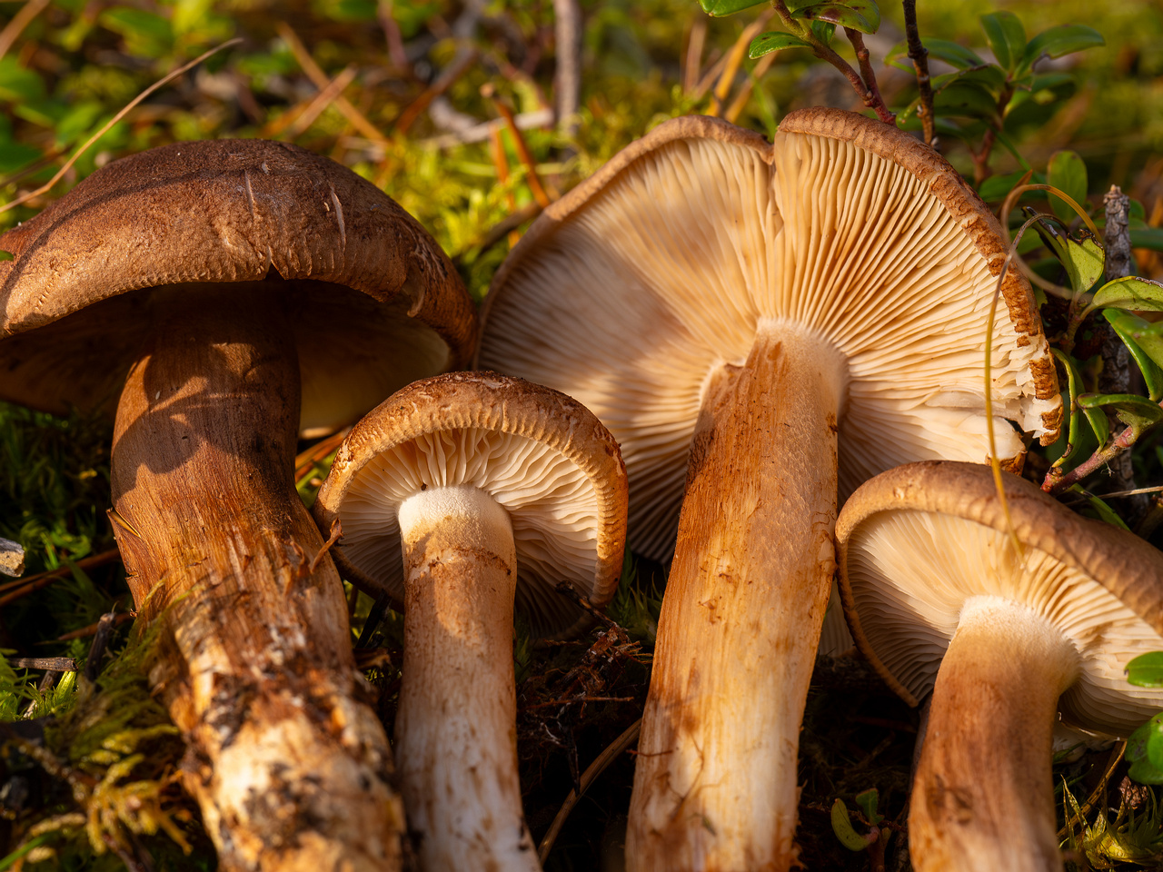 tricholoma-imbricatum_2024-10-19_1-11