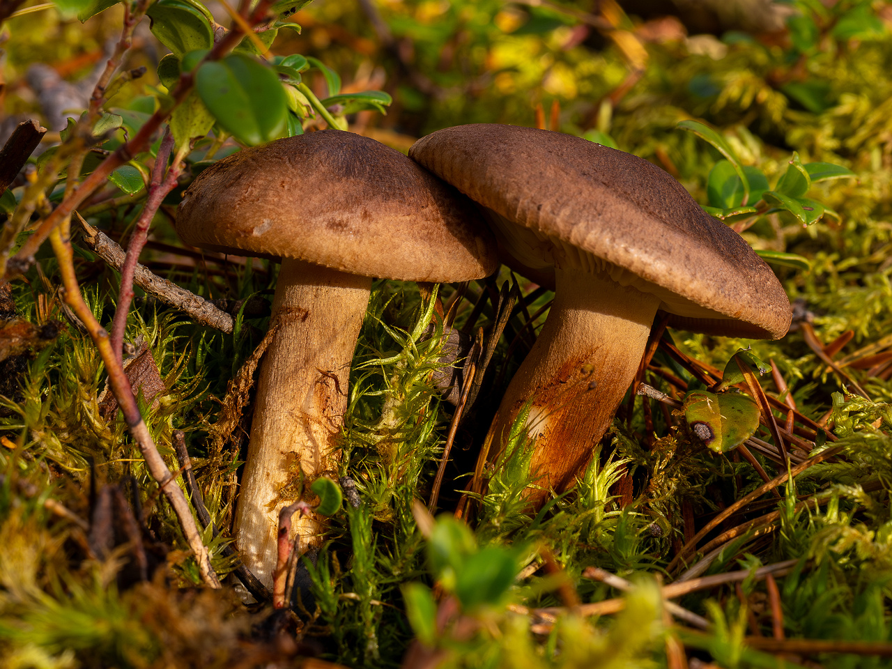 tricholoma-imbricatum_2024-10-19_1-2