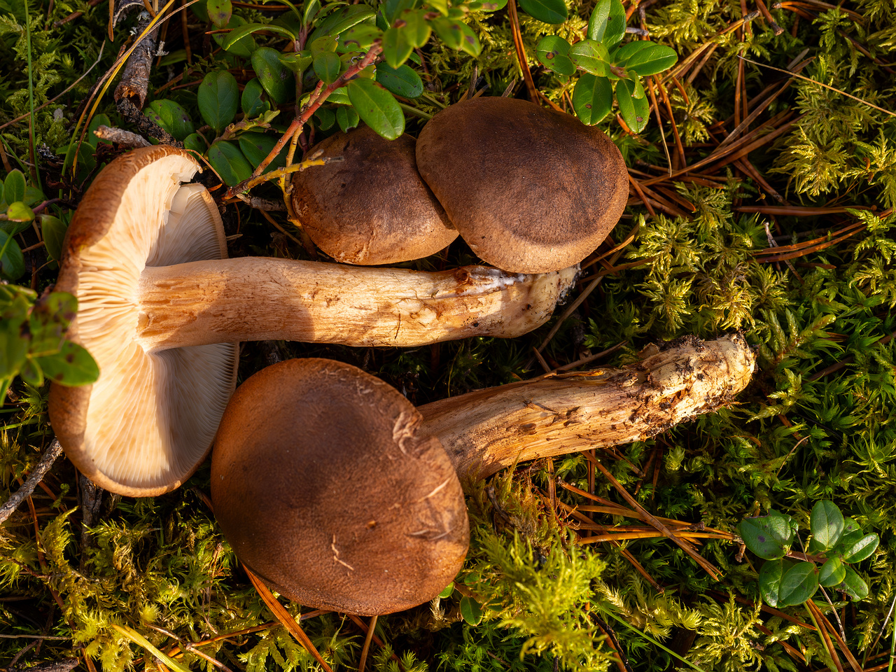 tricholoma-imbricatum_2024-10-19_1-3