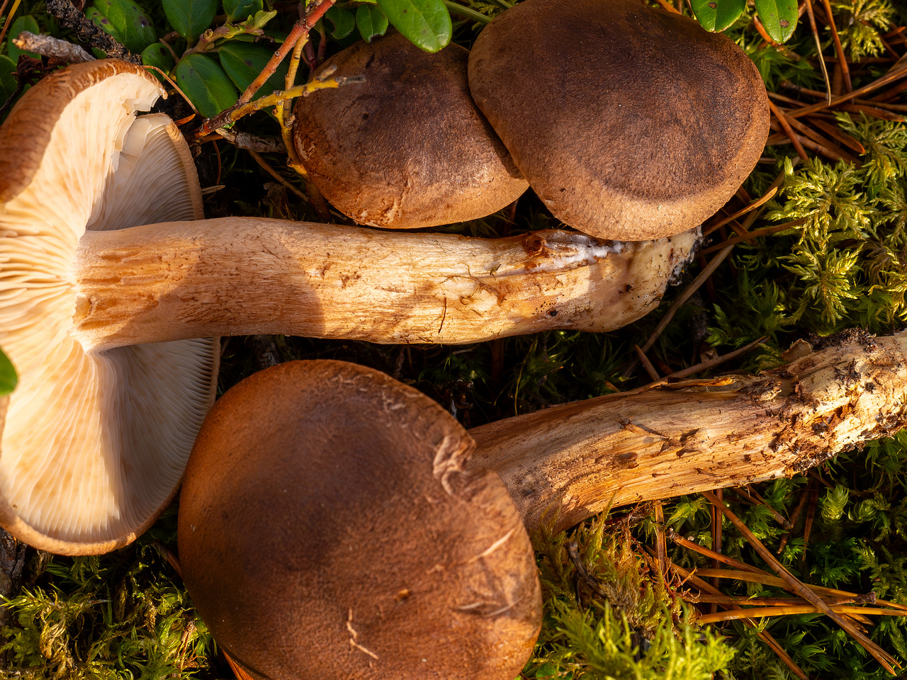 tricholoma-imbricatum_2024-10-19_1-4