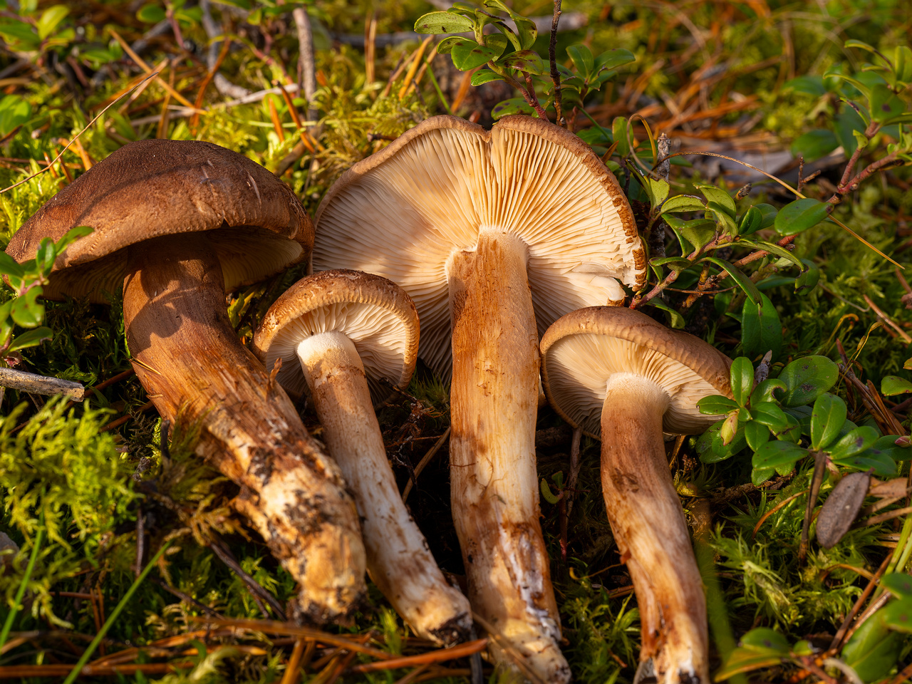 tricholoma-imbricatum_2024-10-19_1-6