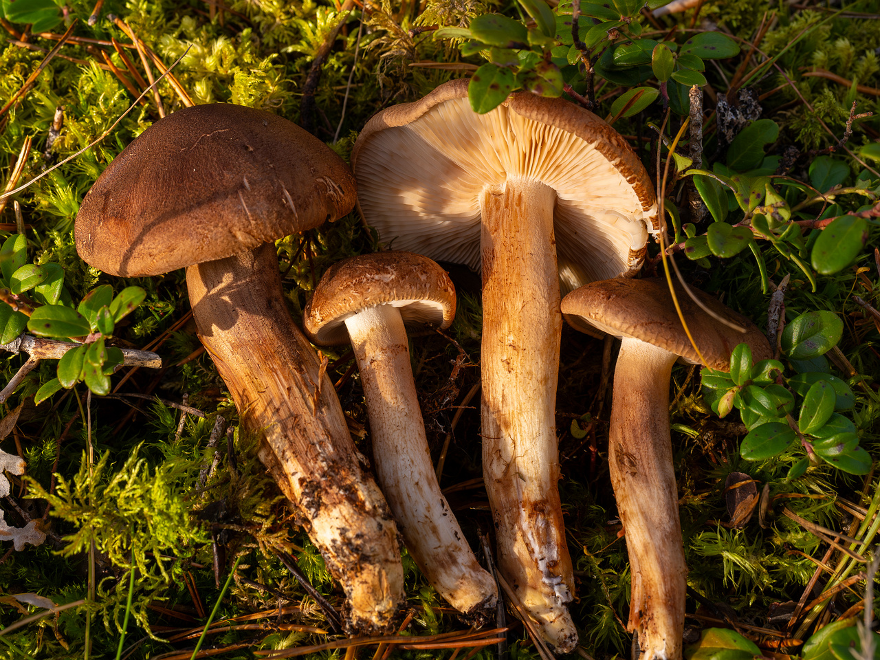 tricholoma-imbricatum_2024-10-19_1-7