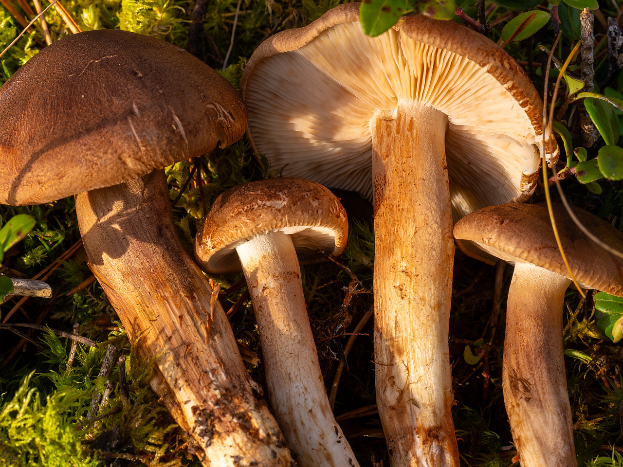 tricholoma-imbricatum_2024-10-19_1-8