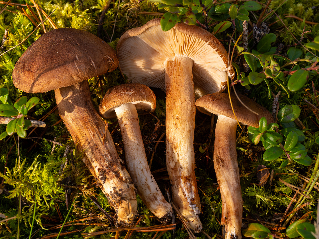 tricholoma-imbricatum_2024-10-19_1-9