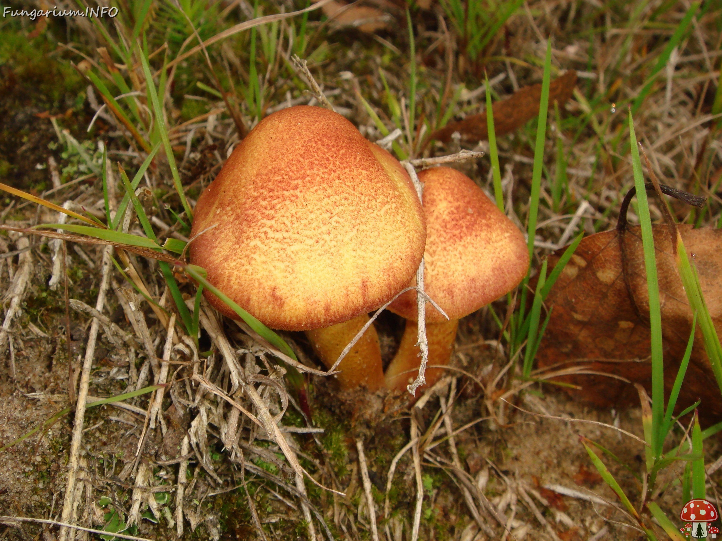 fungi-0000204 