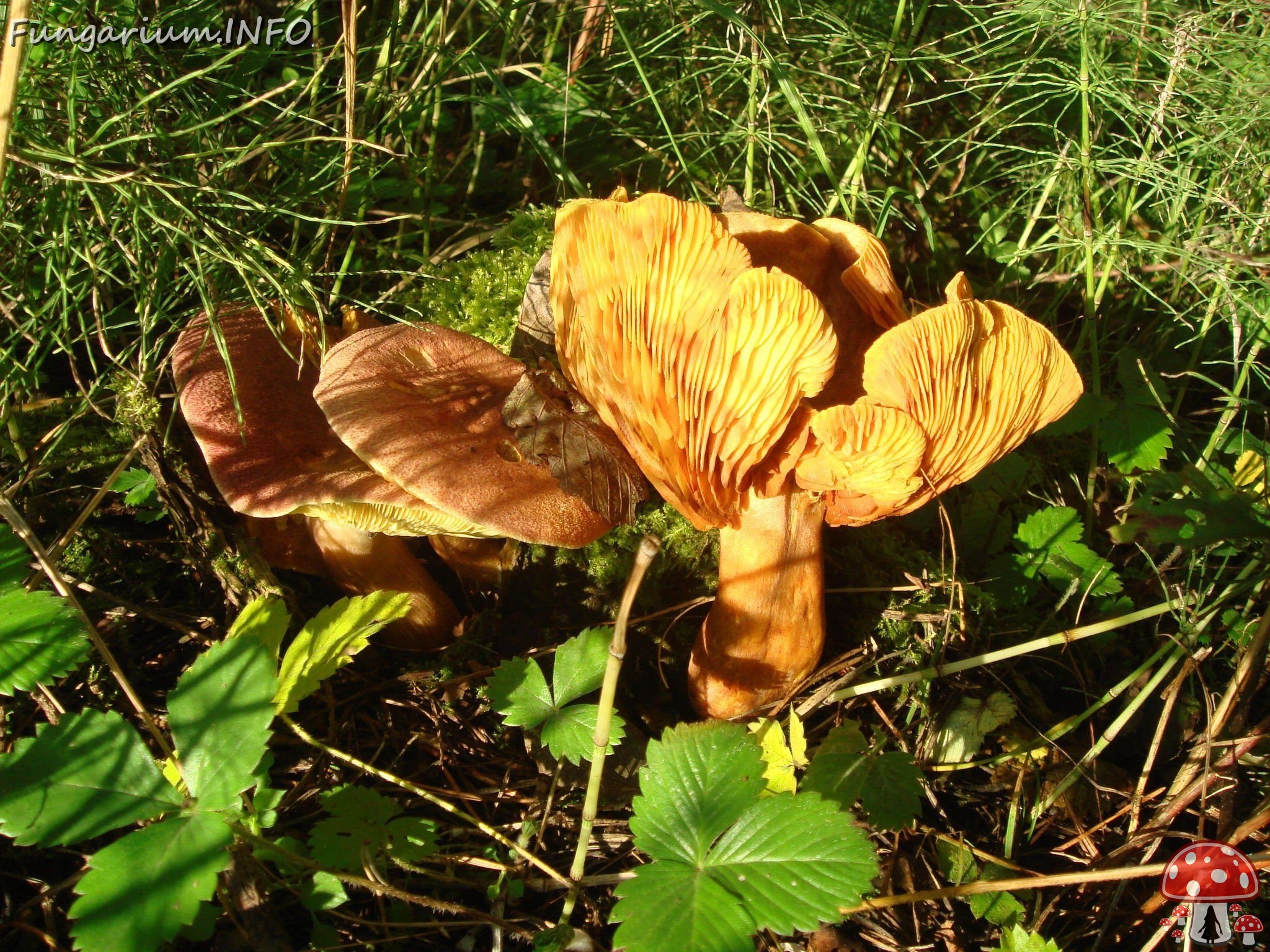 fungi-0000604 