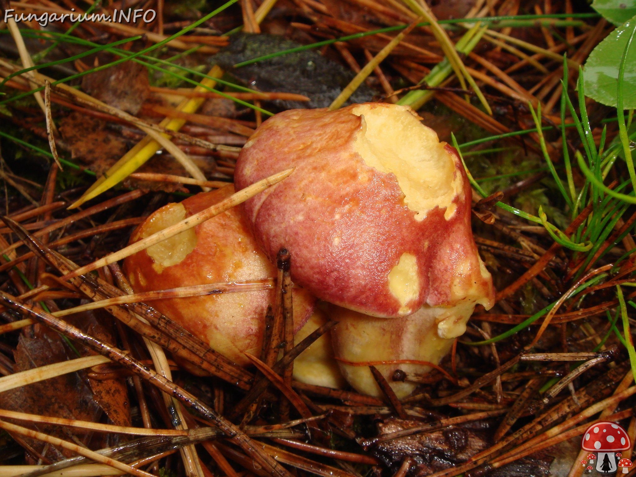 fungi-0003629 