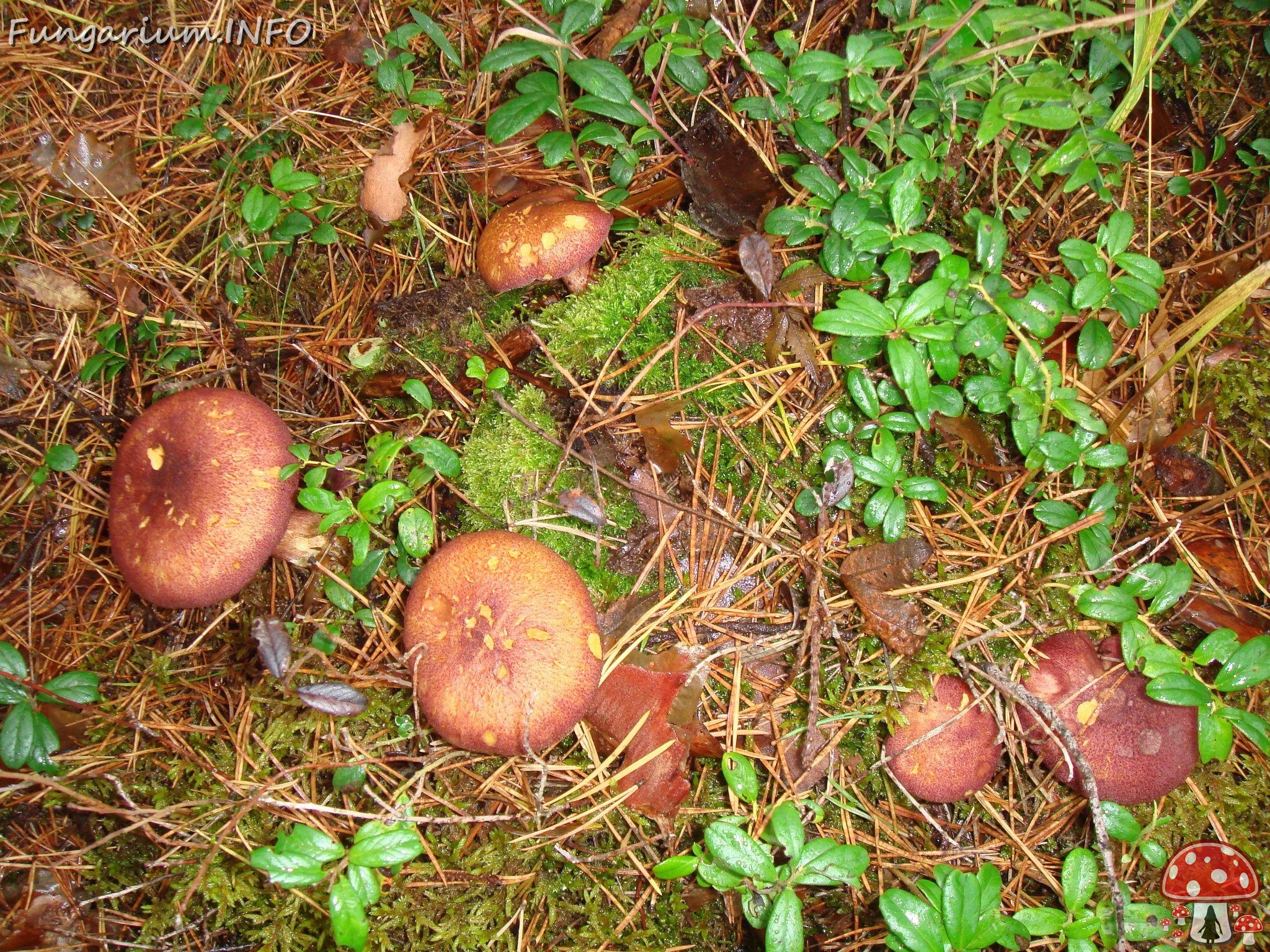 fungi-0003651 