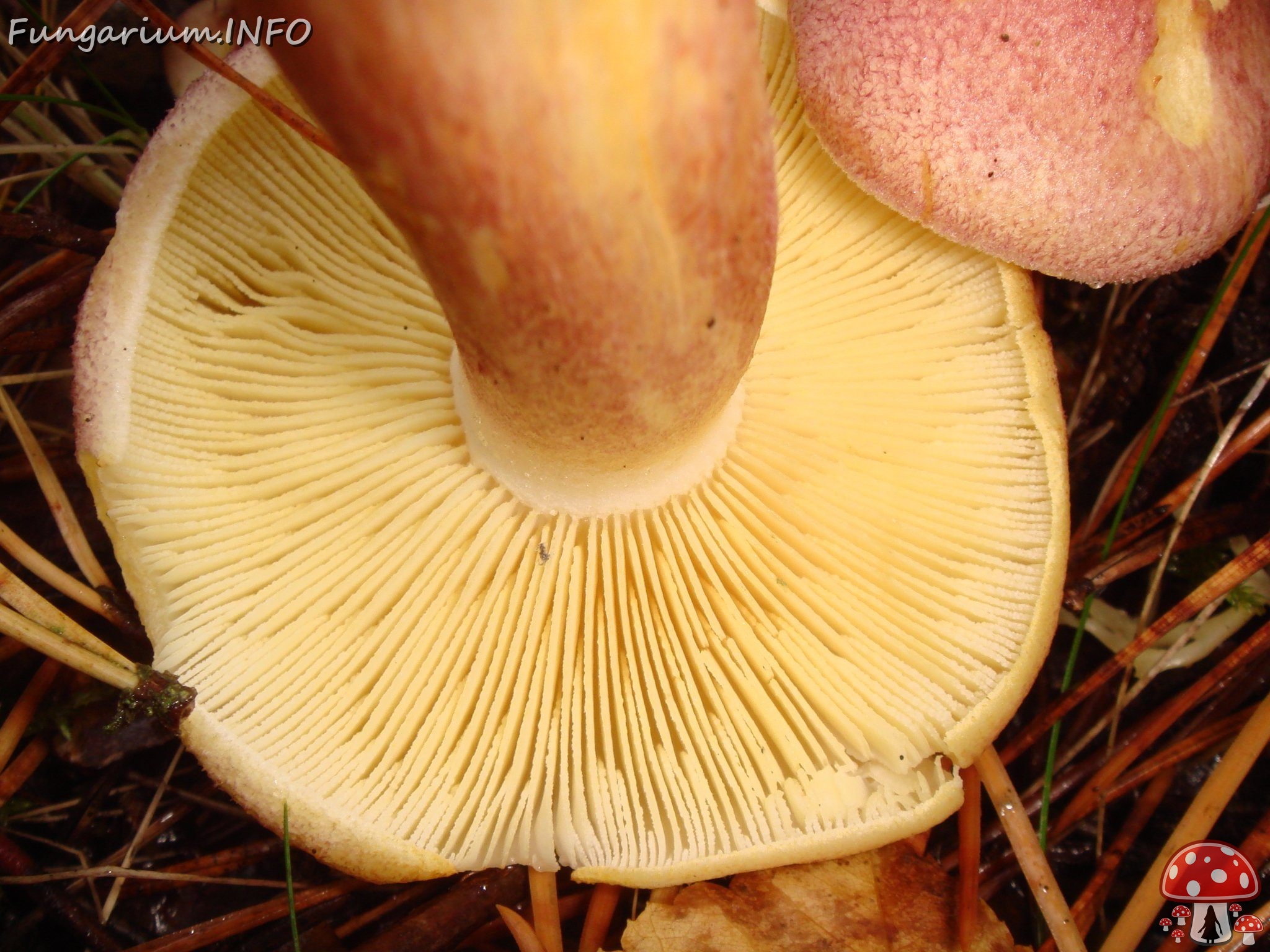 fungi-0003654 
