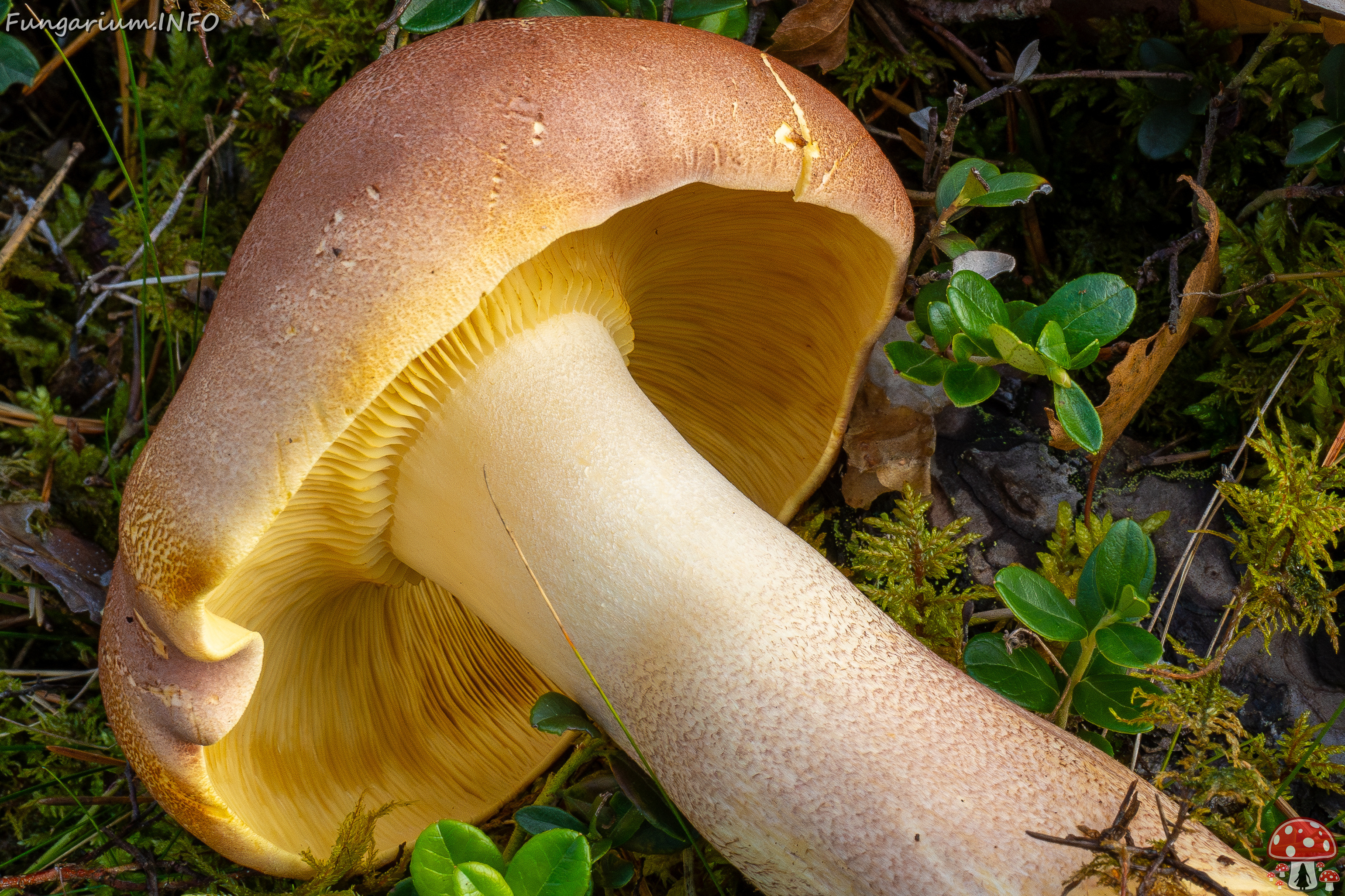 tricholomopsis-rutilans_1-8 