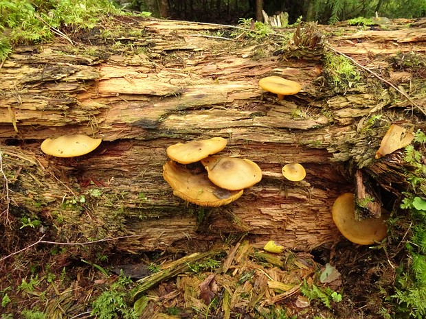 Трихоломопсис красивый - Tricholomopsis decora