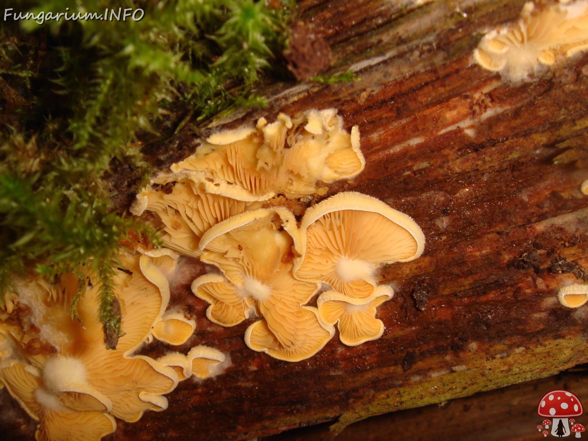 fungi-0004135 