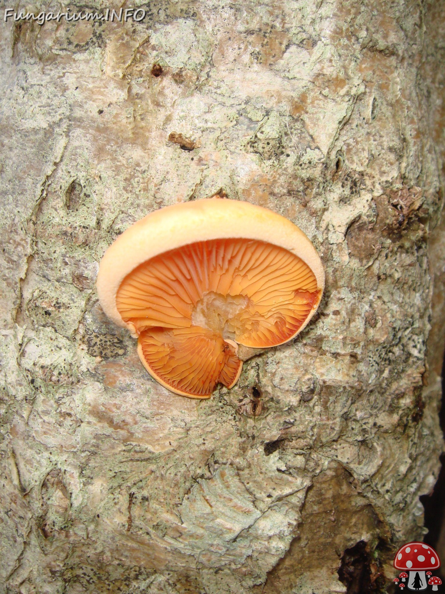 fungi-0004349 