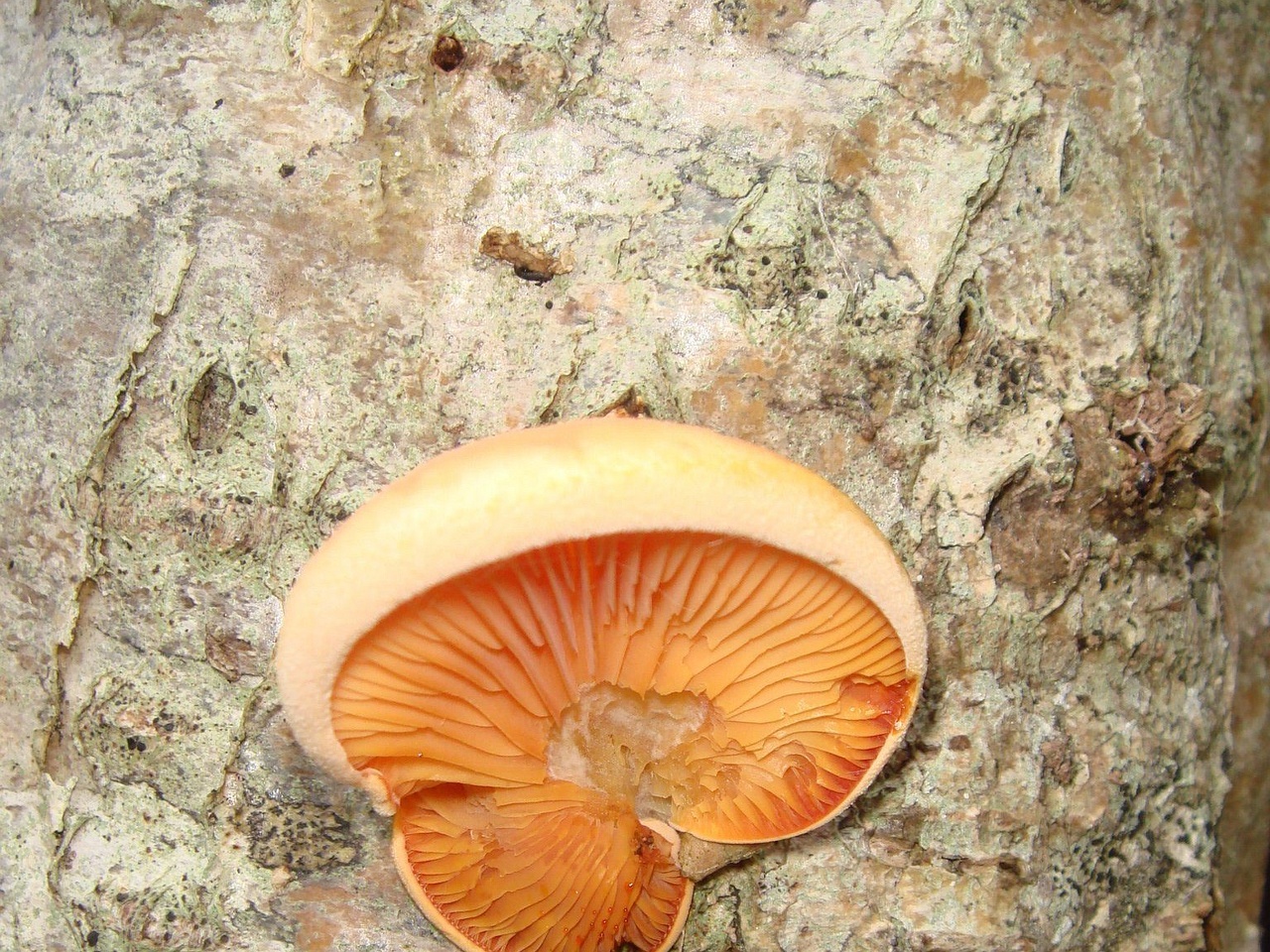 fungi-0004349