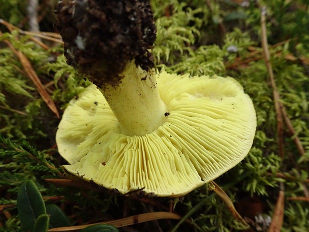 Рядовка зелёная - Tricholoma equestre