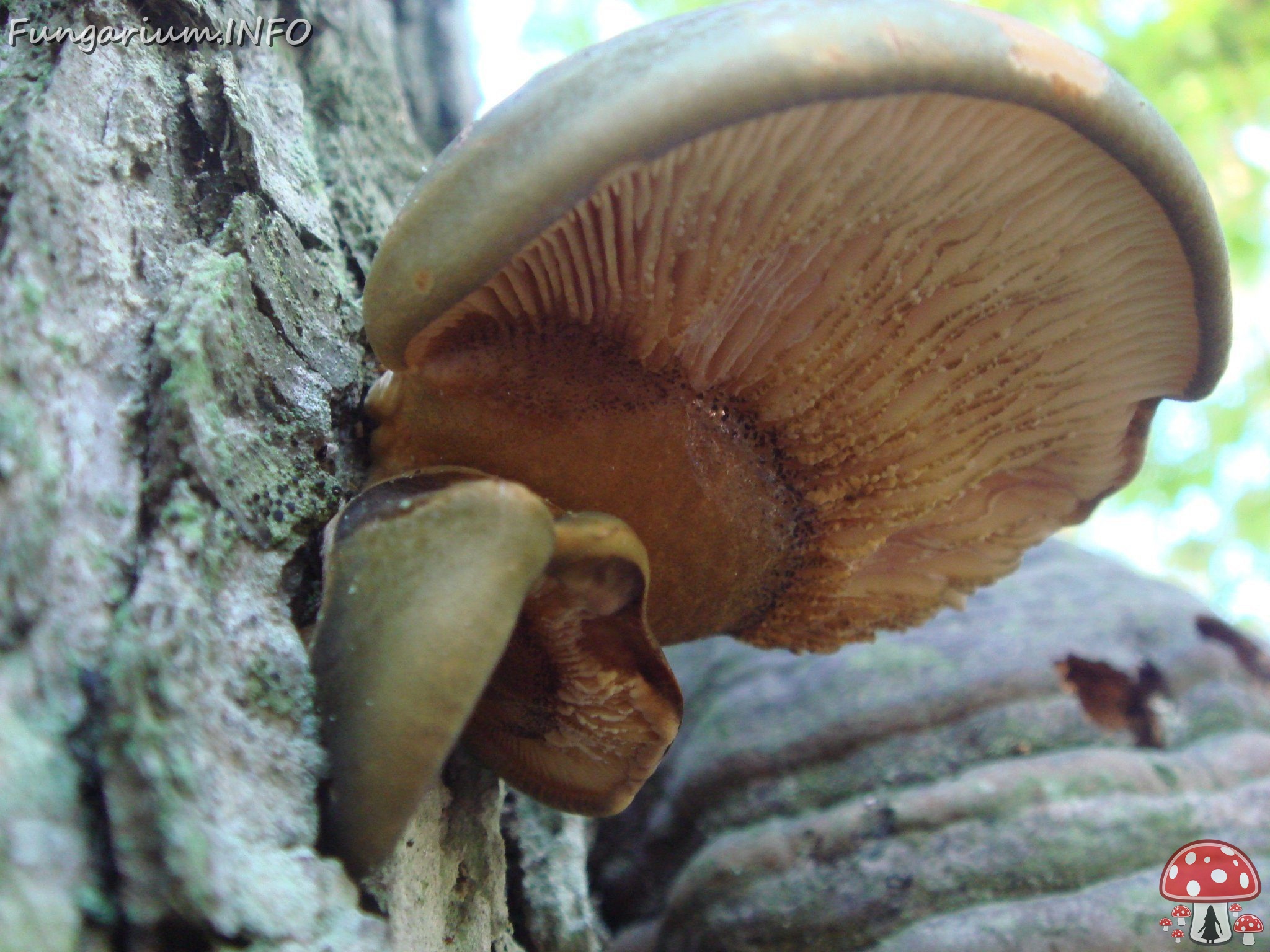 fungi-0001556 