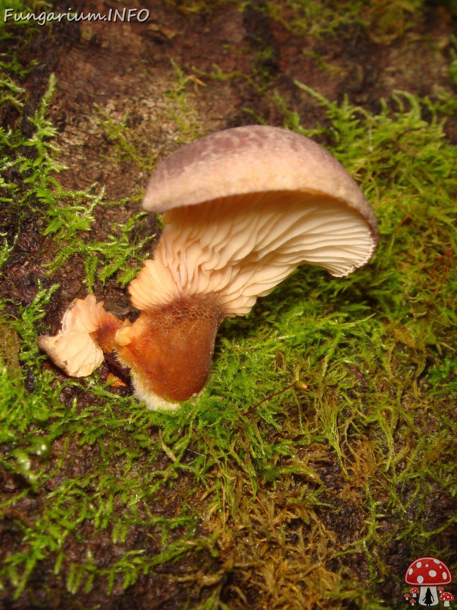 fungi-0003757 