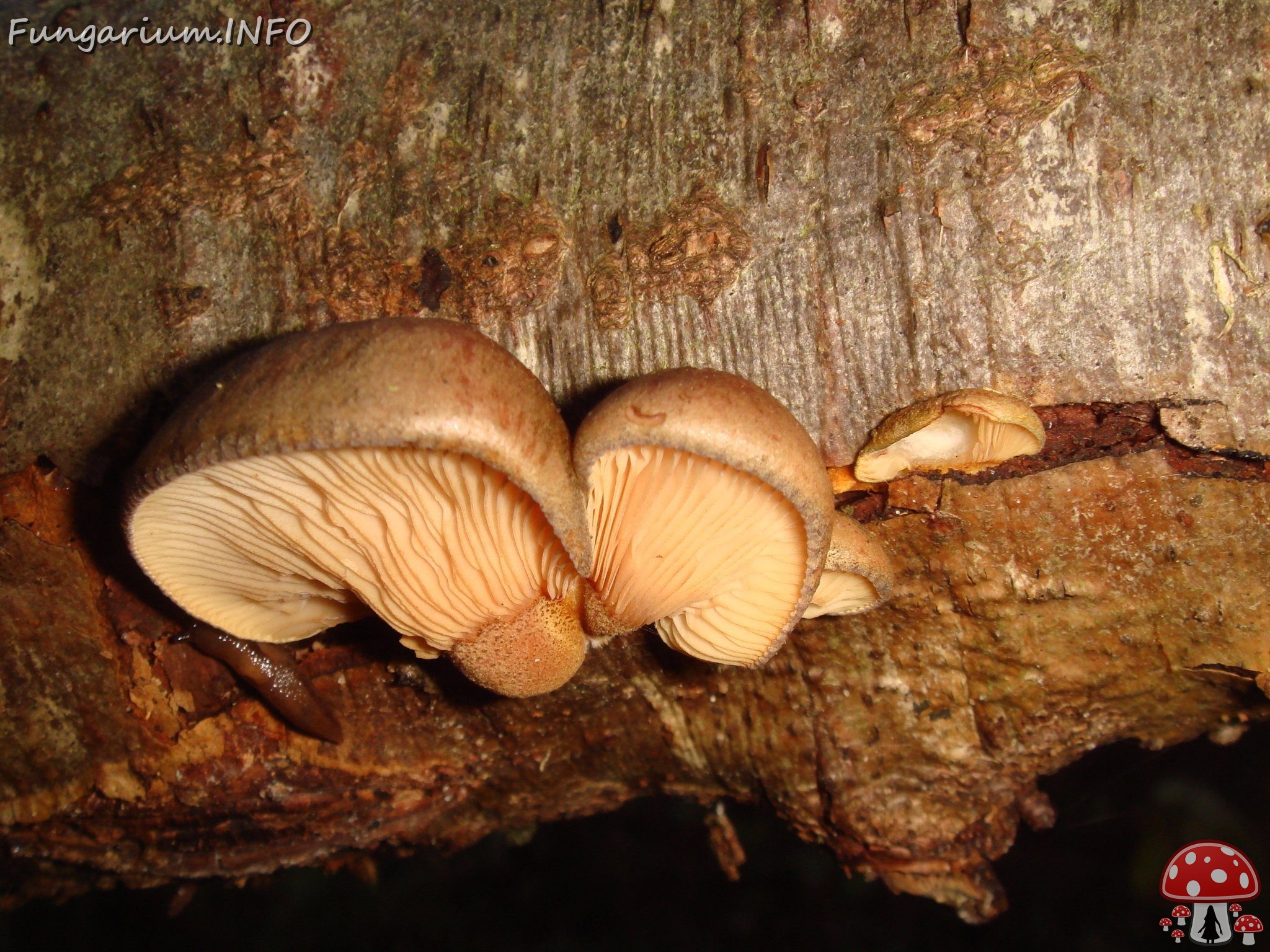 fungi-0004302 