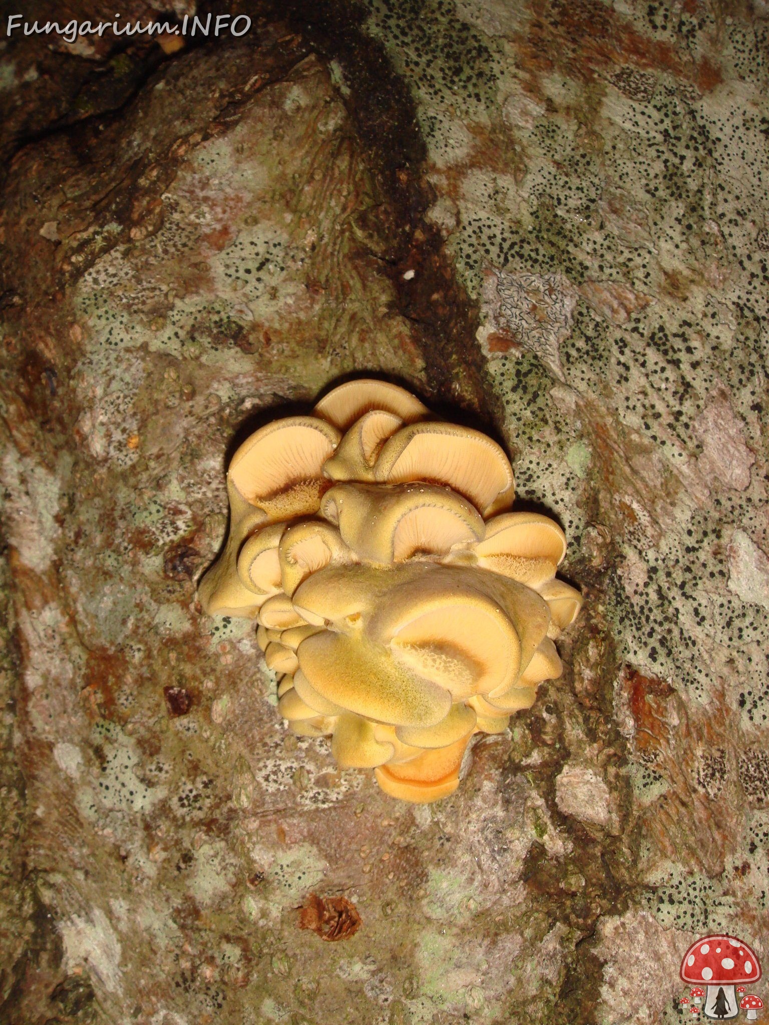 fungi-0004307 