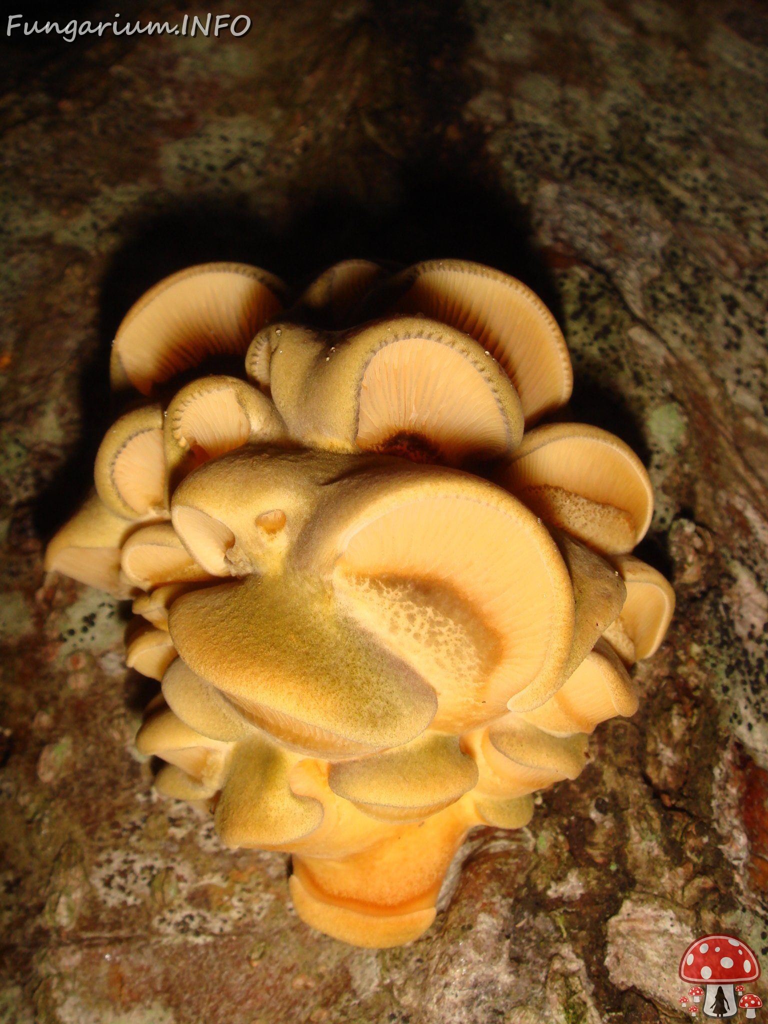 fungi-0004308 