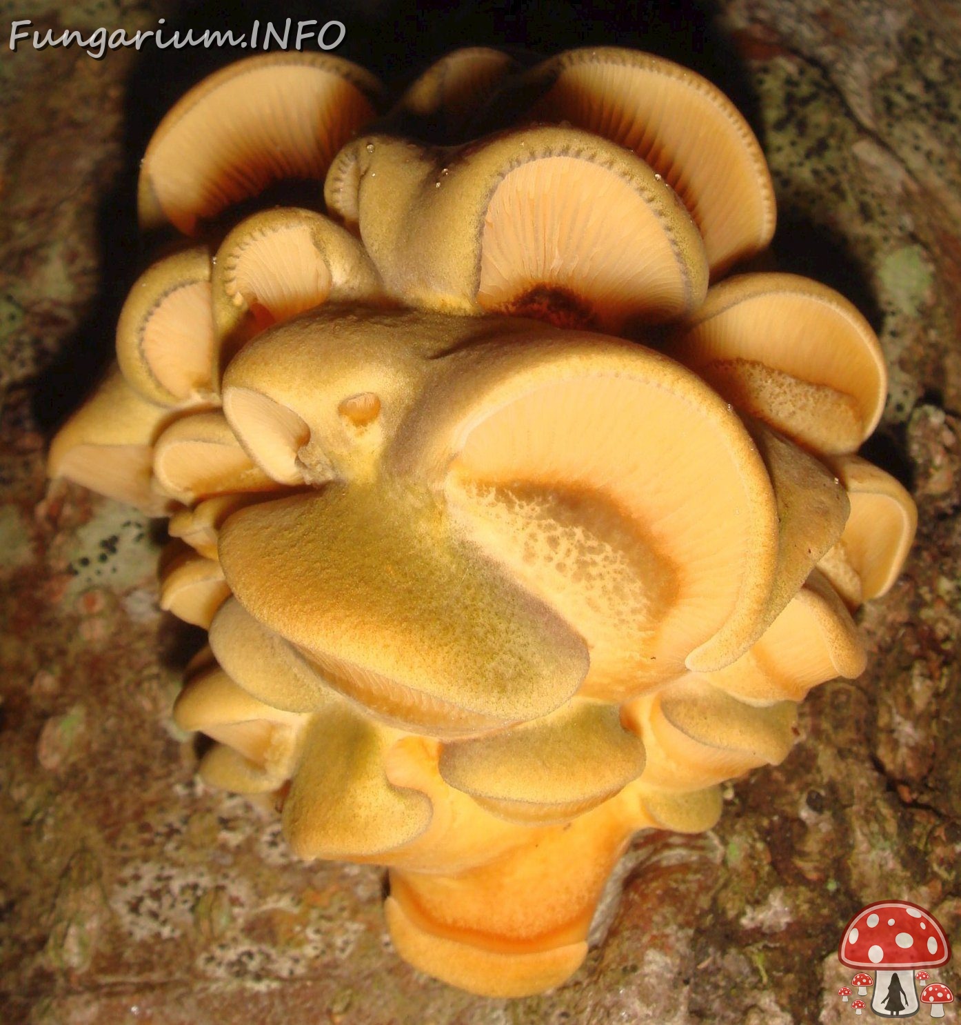 fungi-0004308_ 